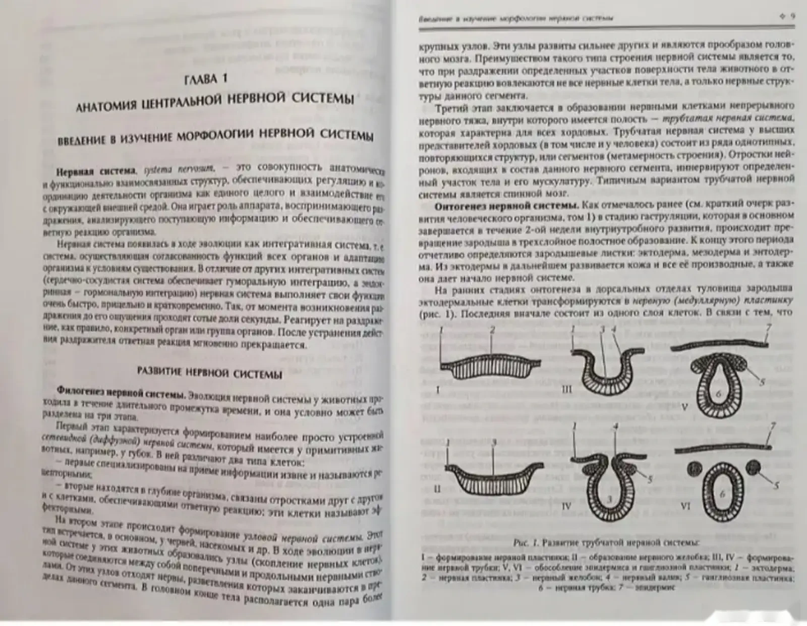 Нормальная Анатомия Человека — фото 2