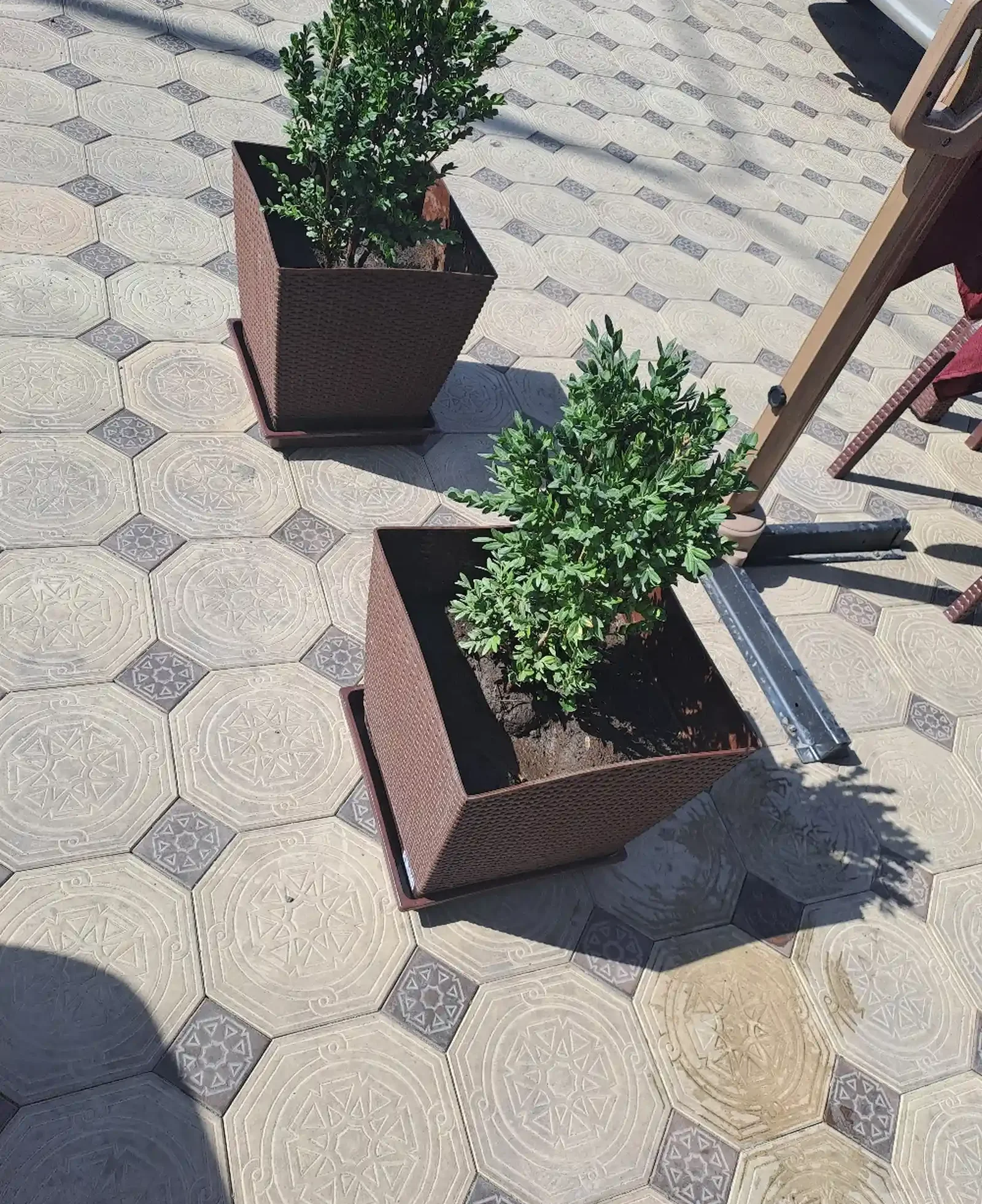 Цветочница Бали