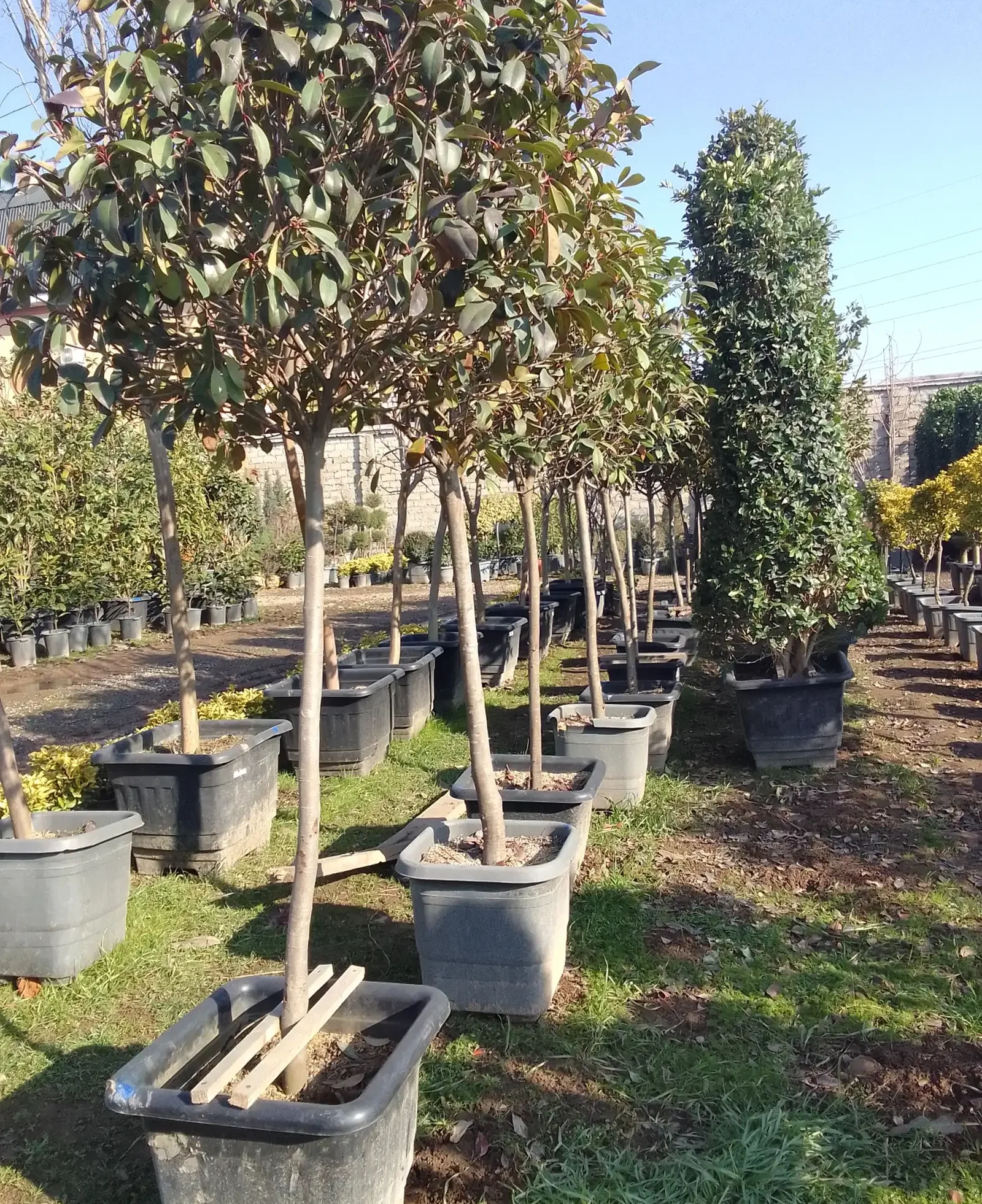 Фатуня — фото 2