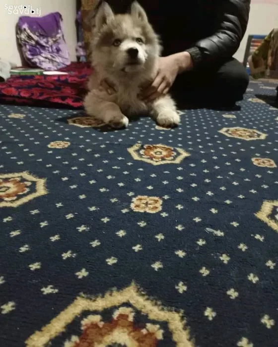 Хаски
