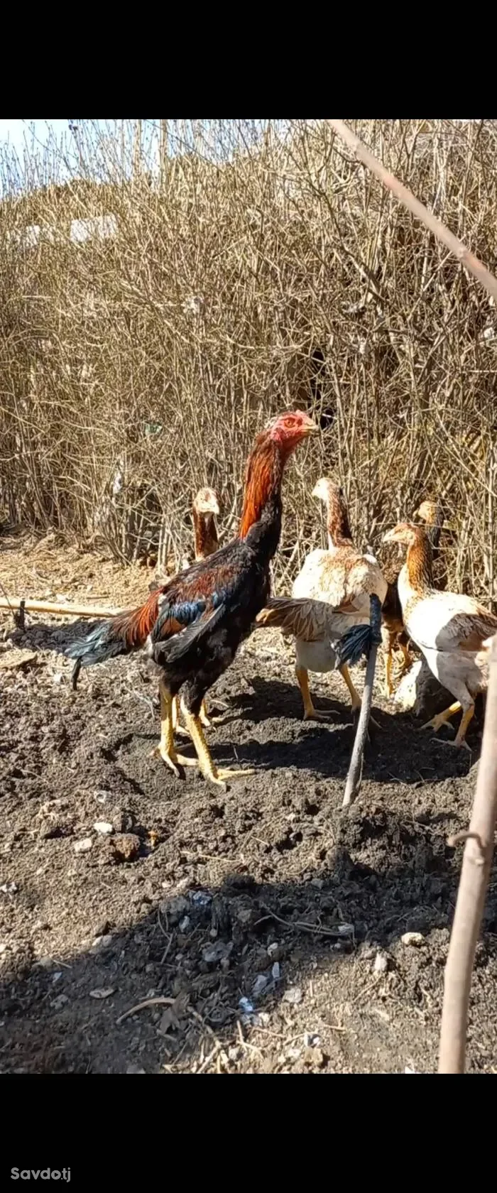 Дакан
