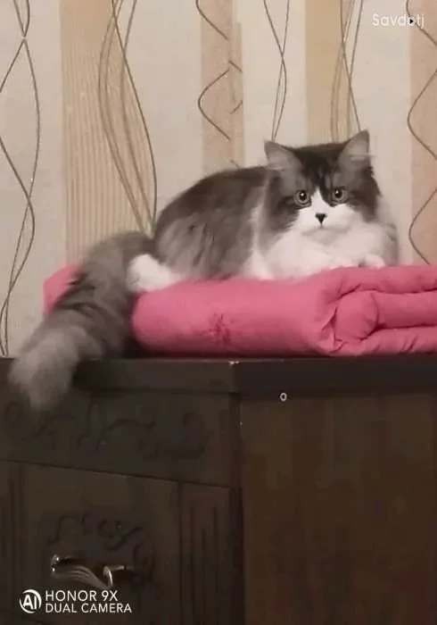 шотландский кот [вязка]