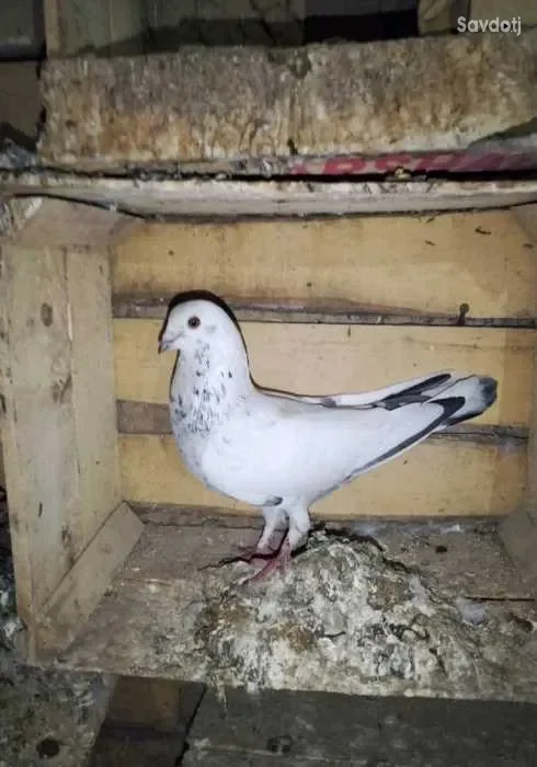 кафтар