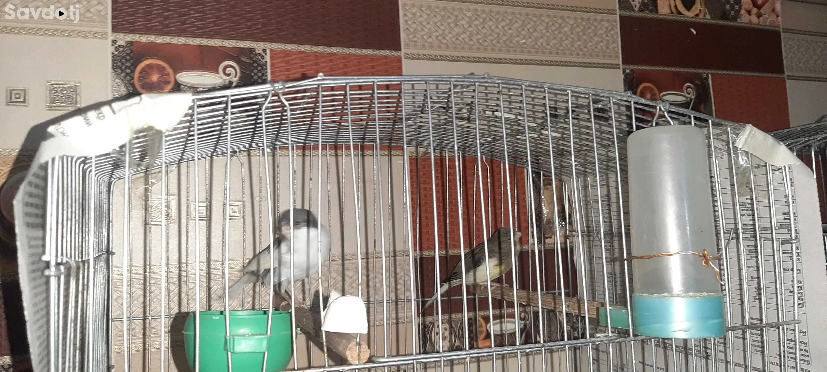 Канарейка 