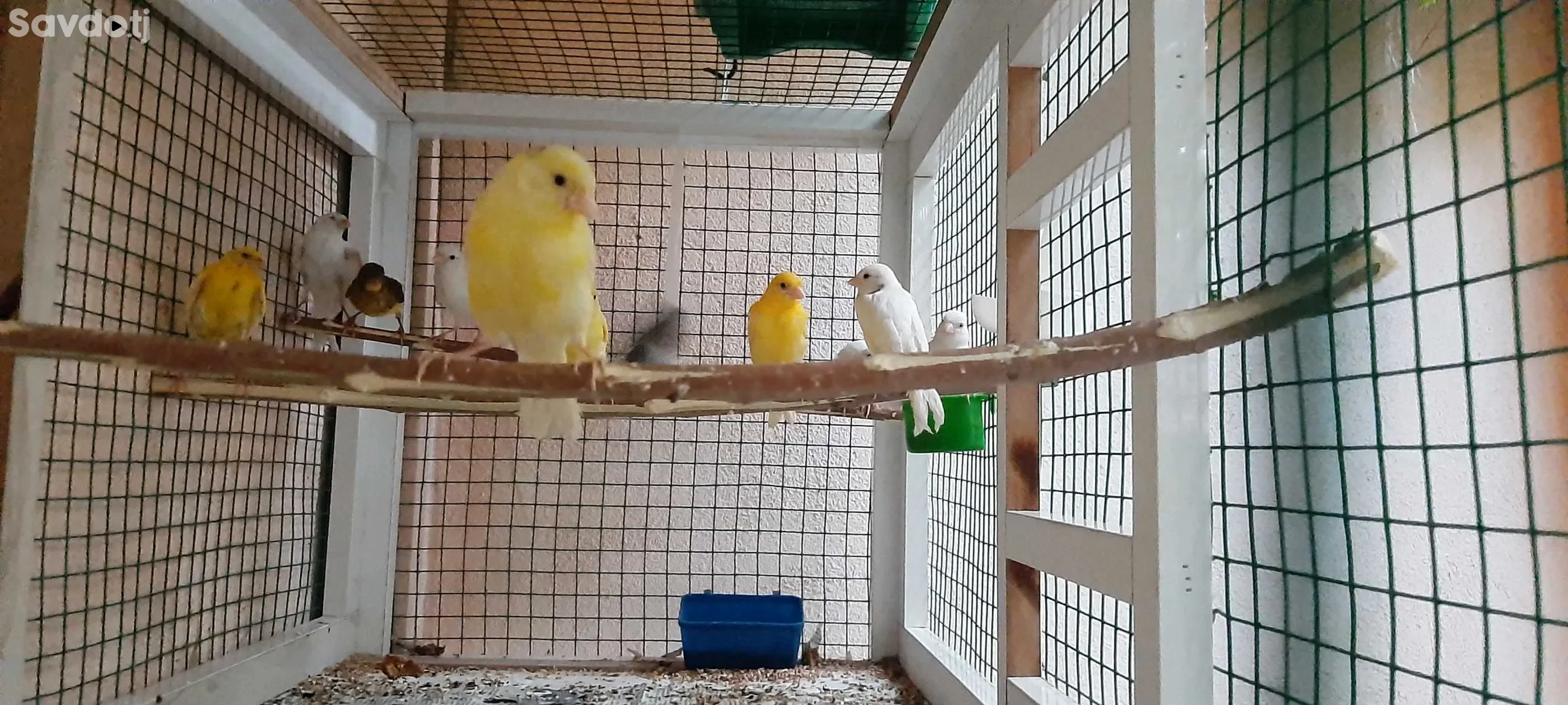 Канарейка 
