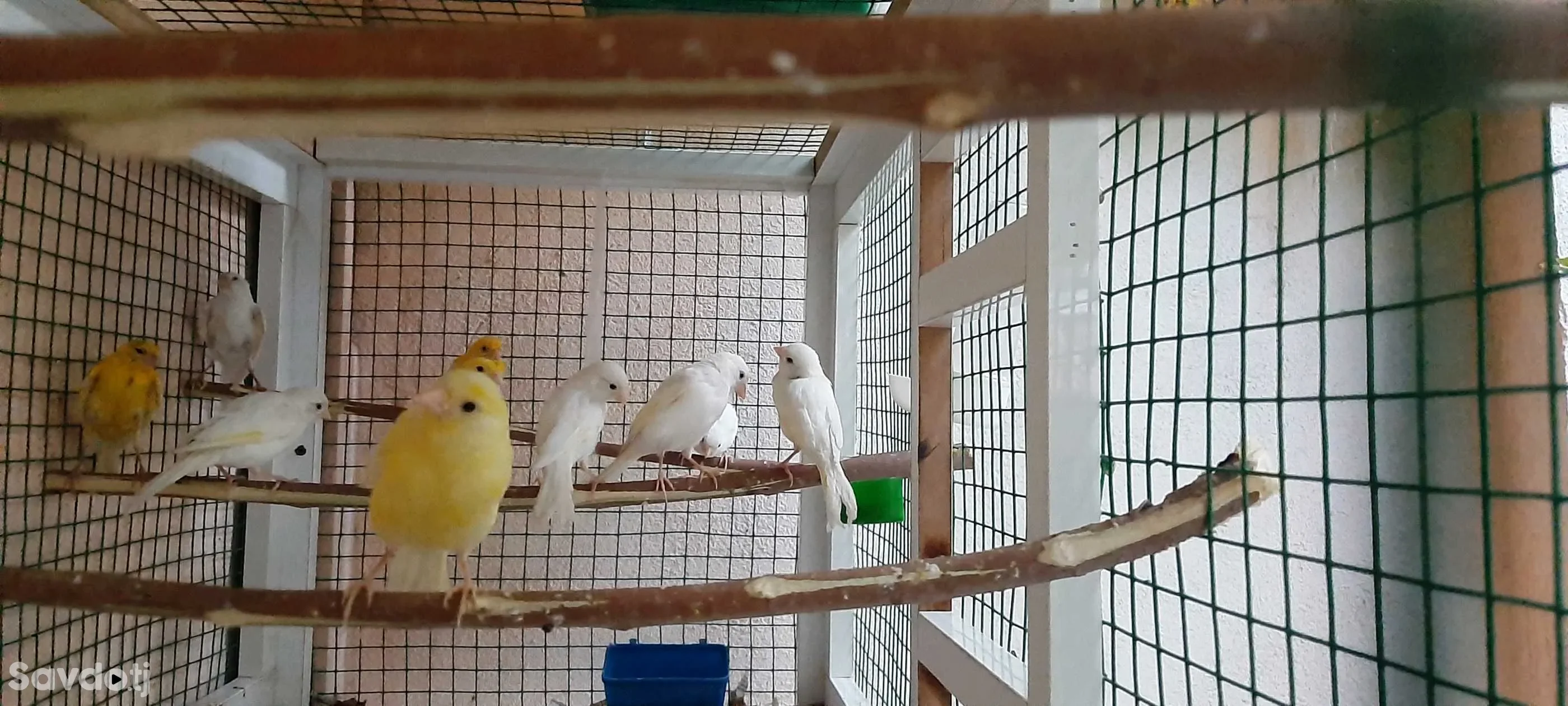 Канарейка 