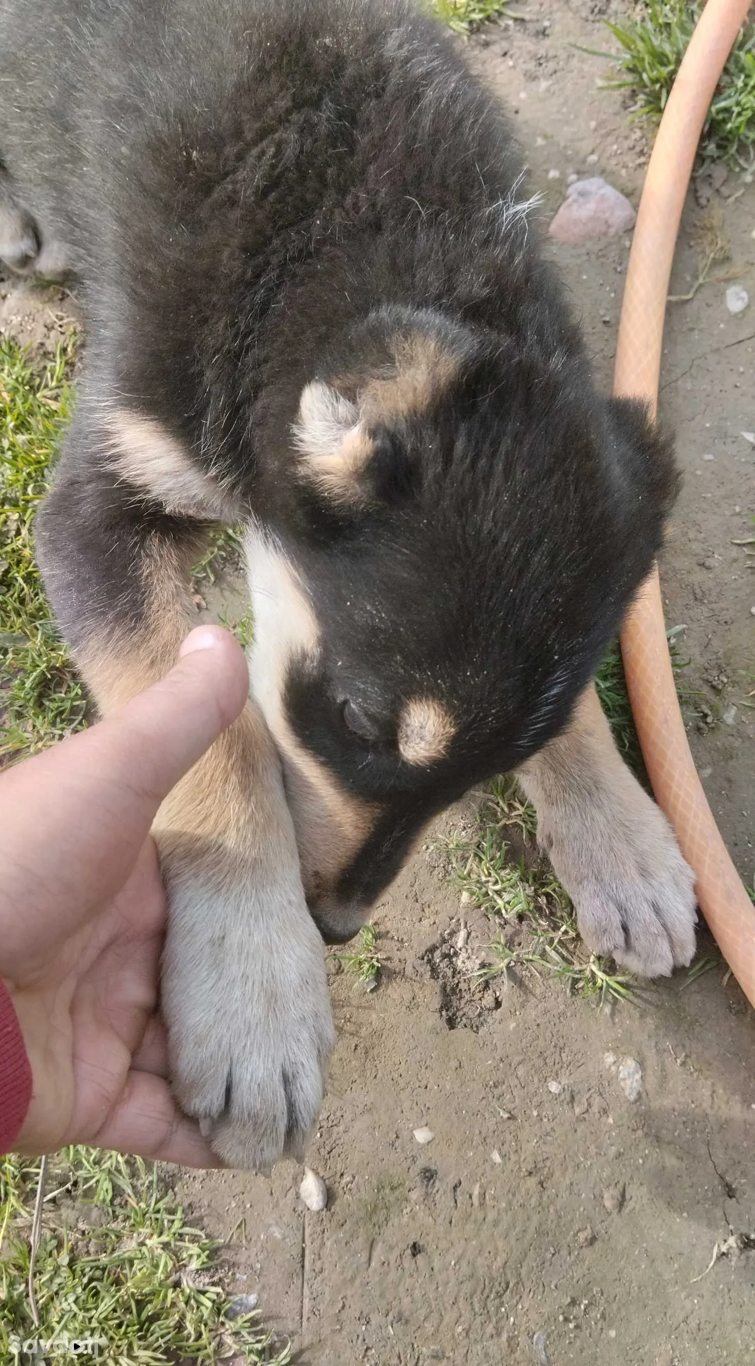 сабака