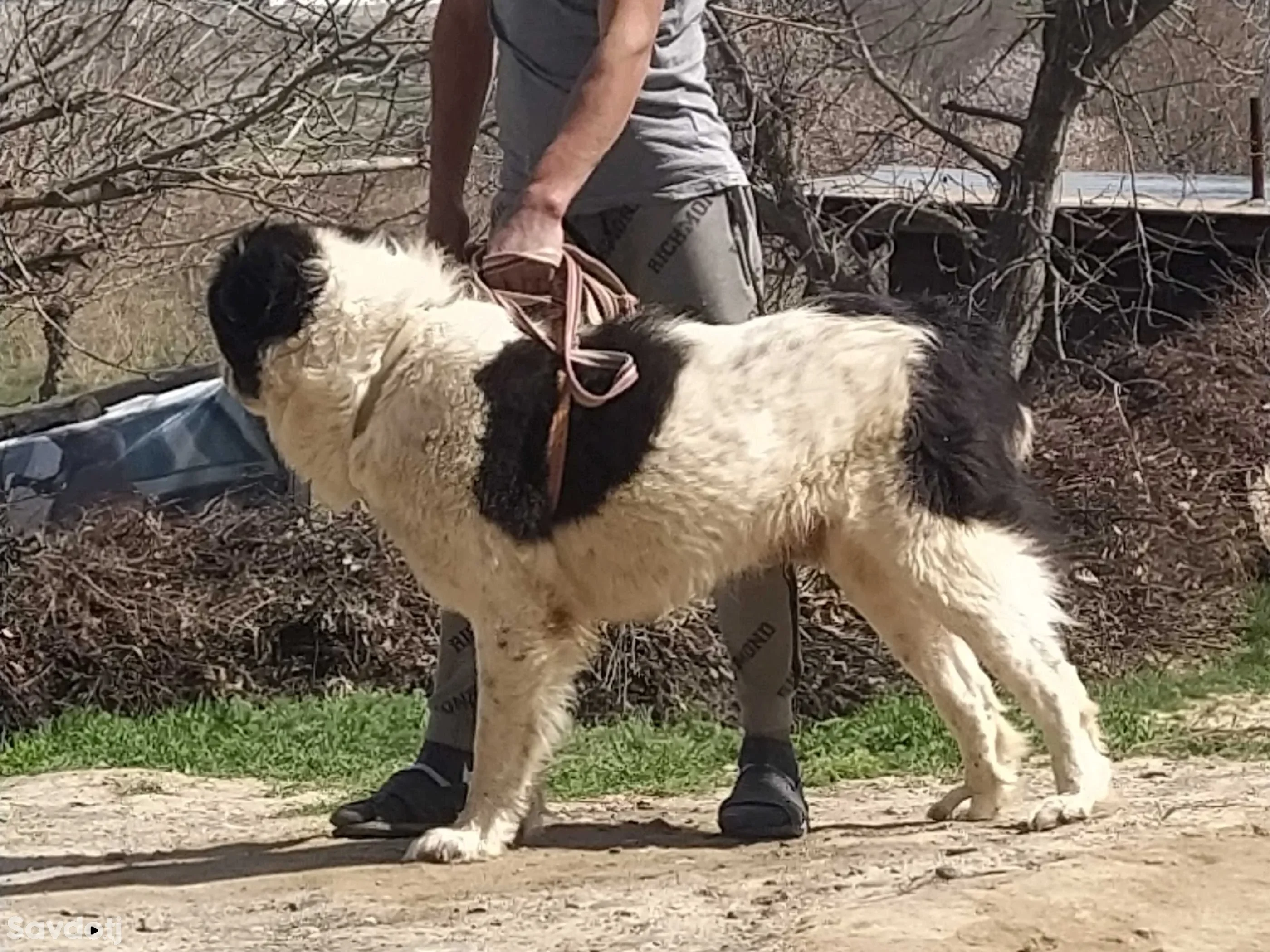 Собака