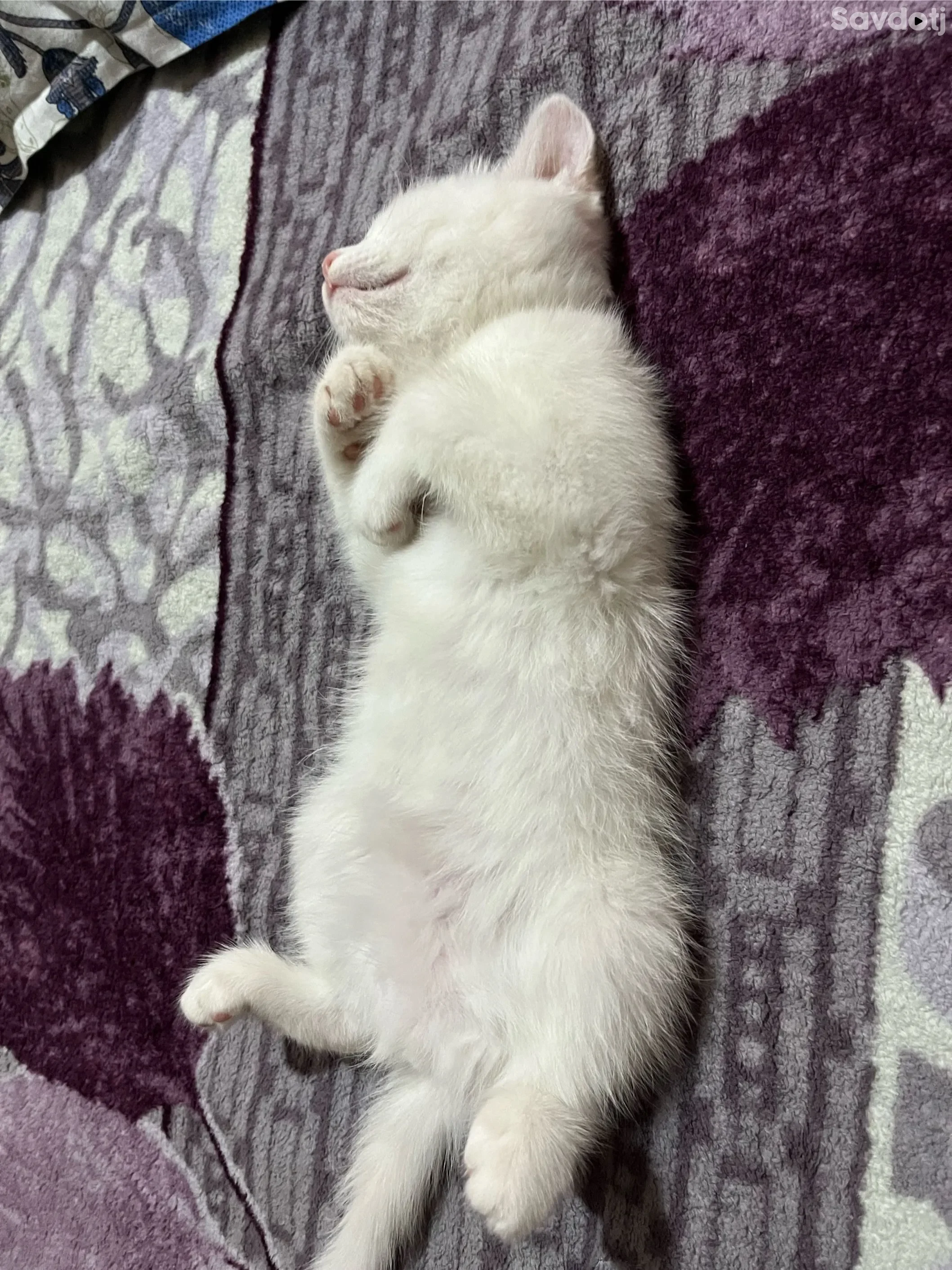 шотландский 