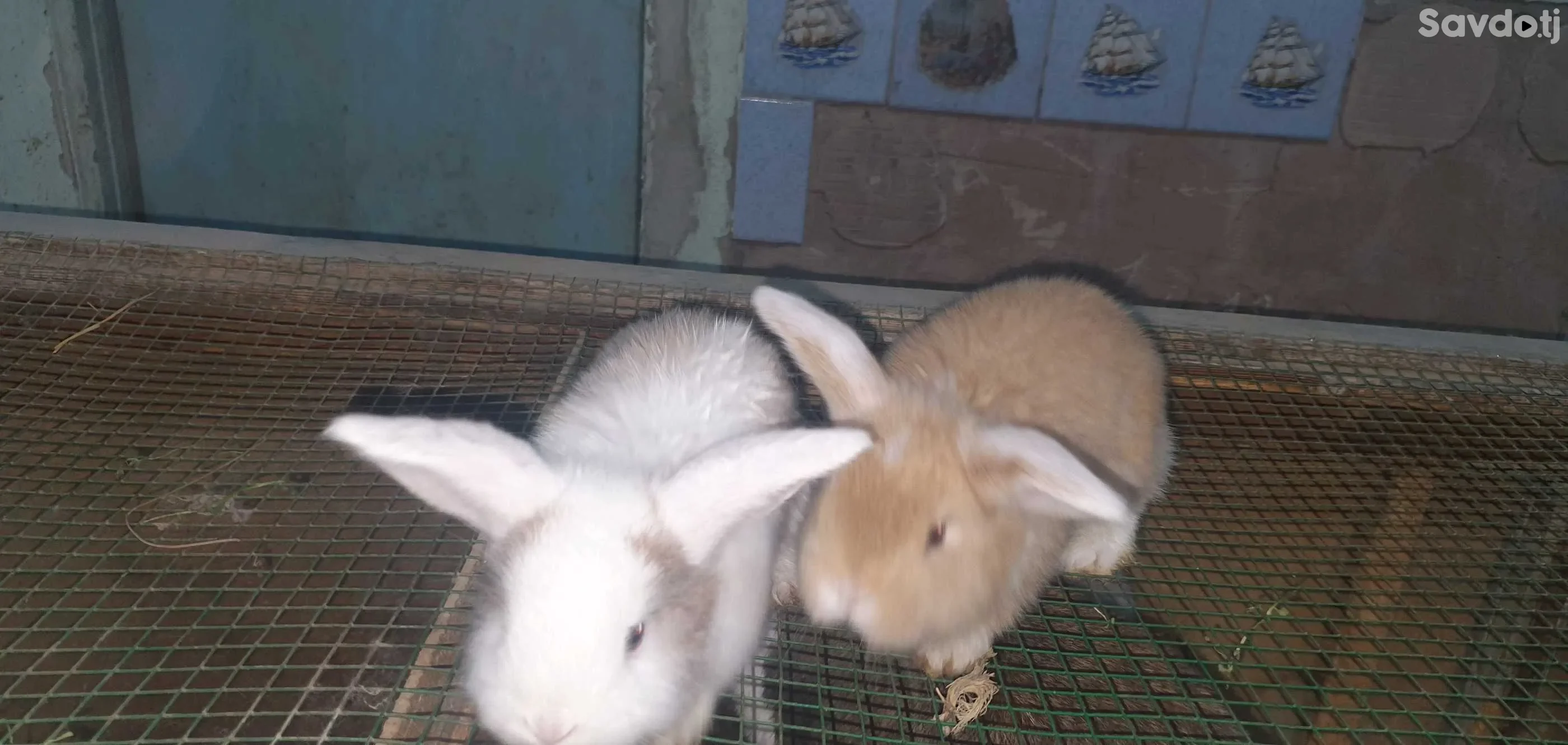 кролик французский баран 