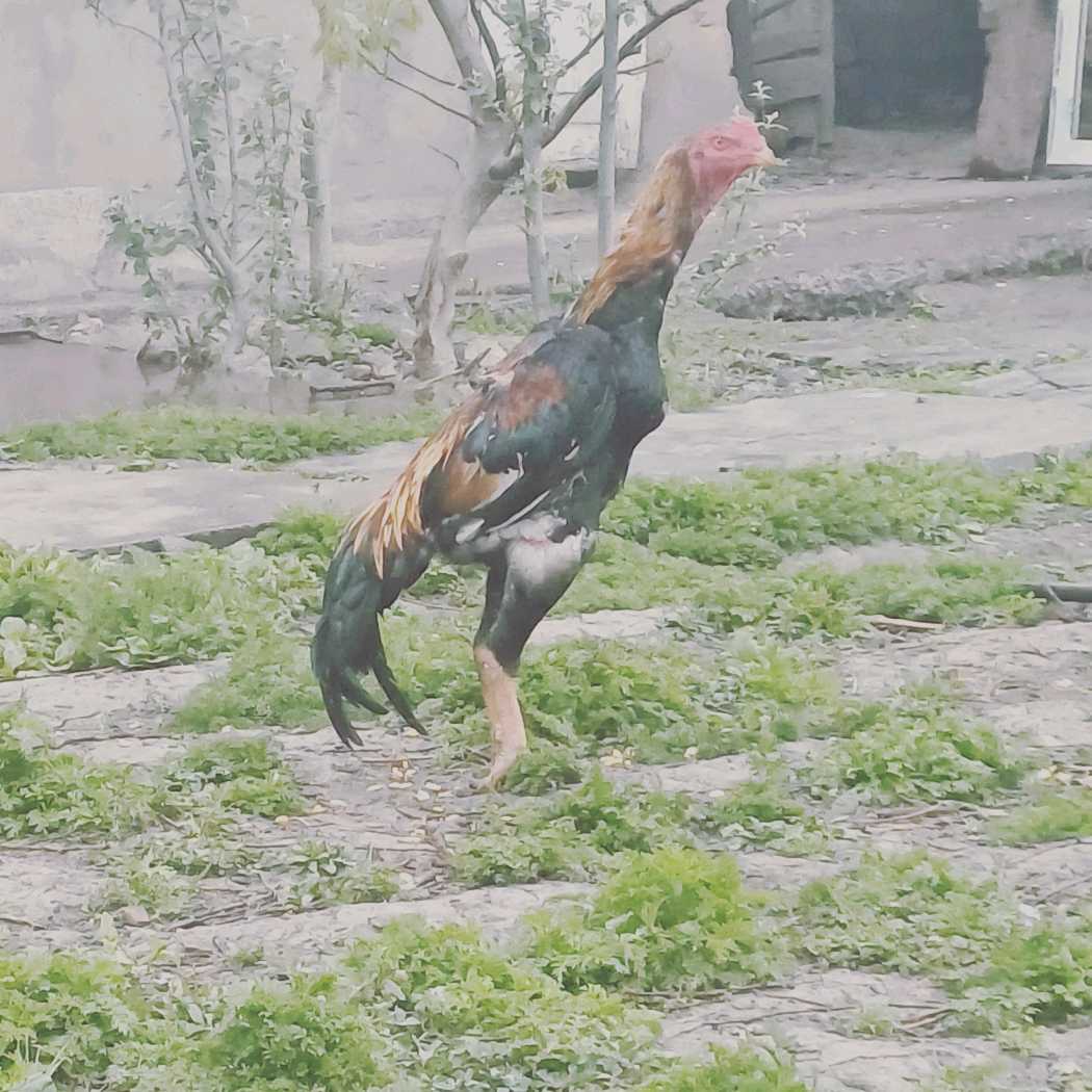 Дакан