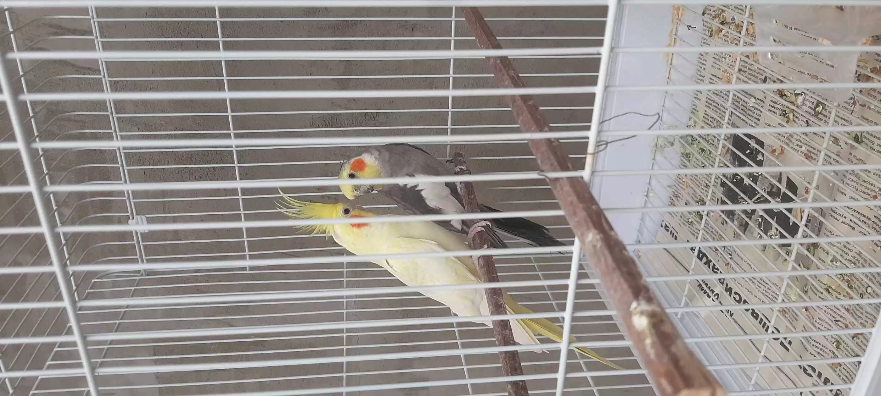 кореро 