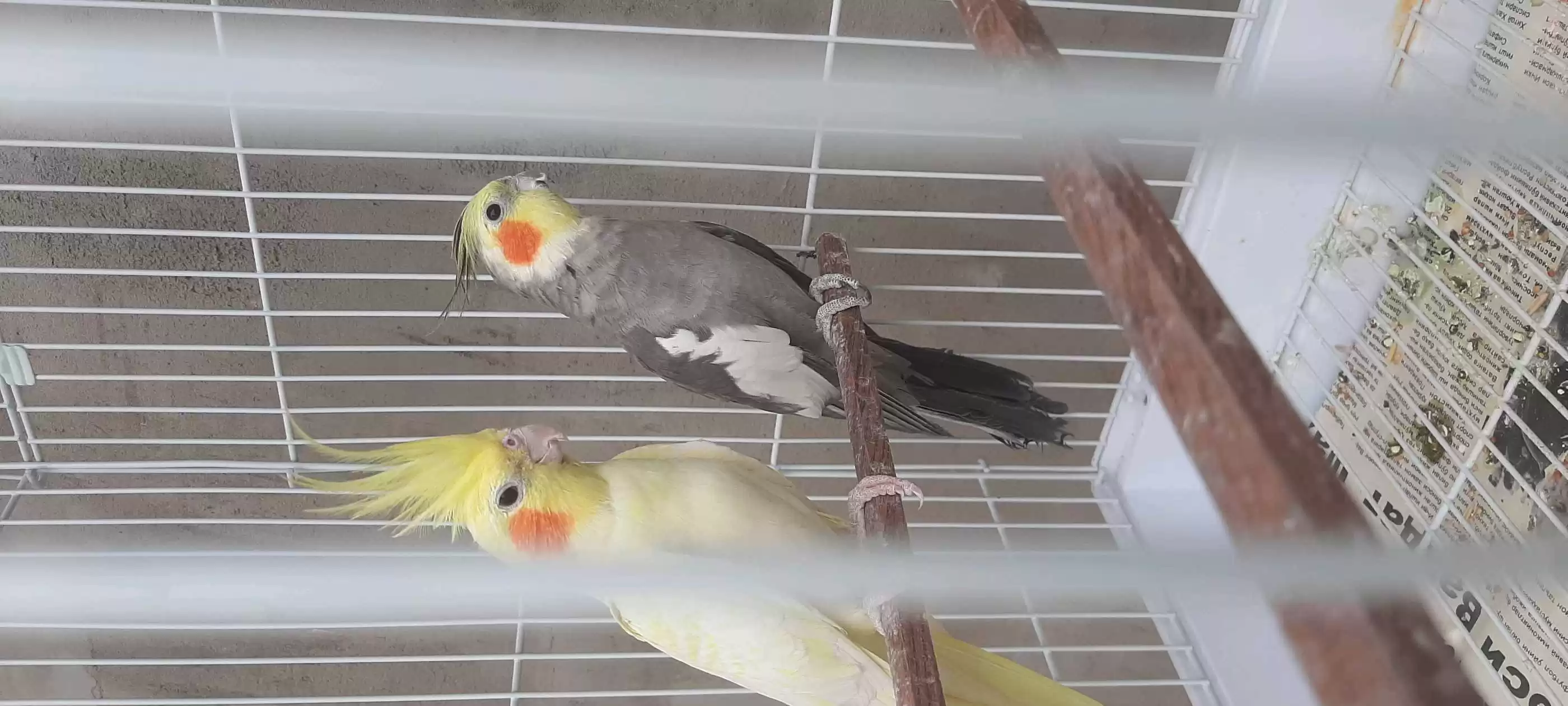 кореро 