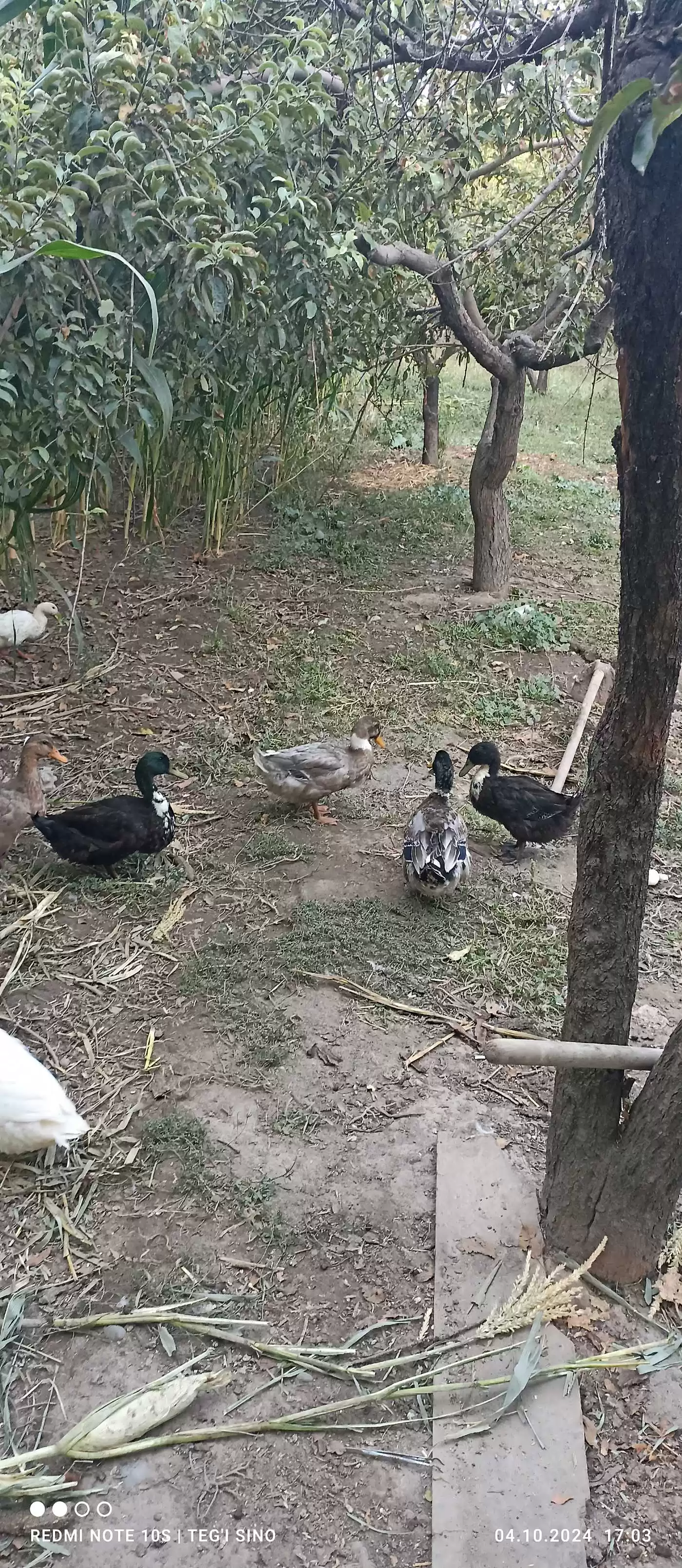 Пекинская утка 