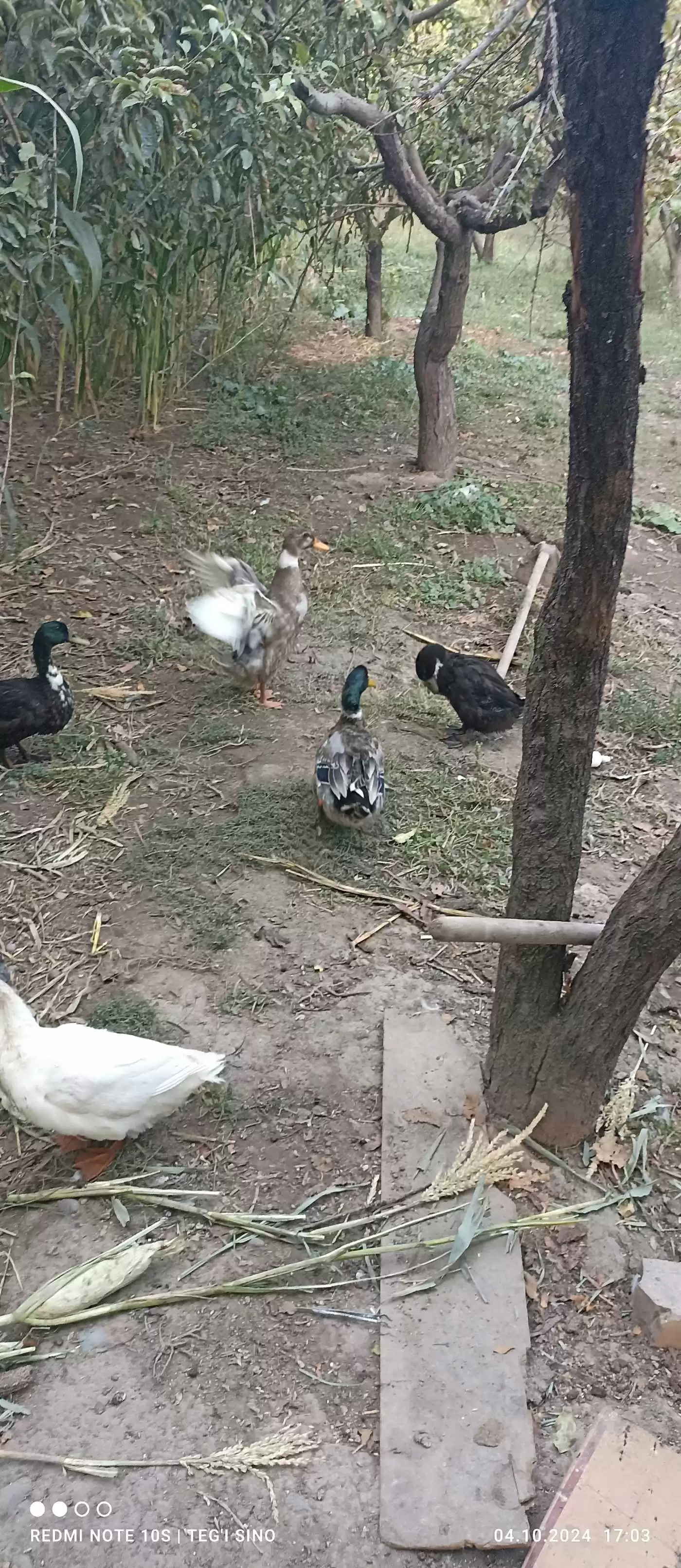 Пекинская утка 