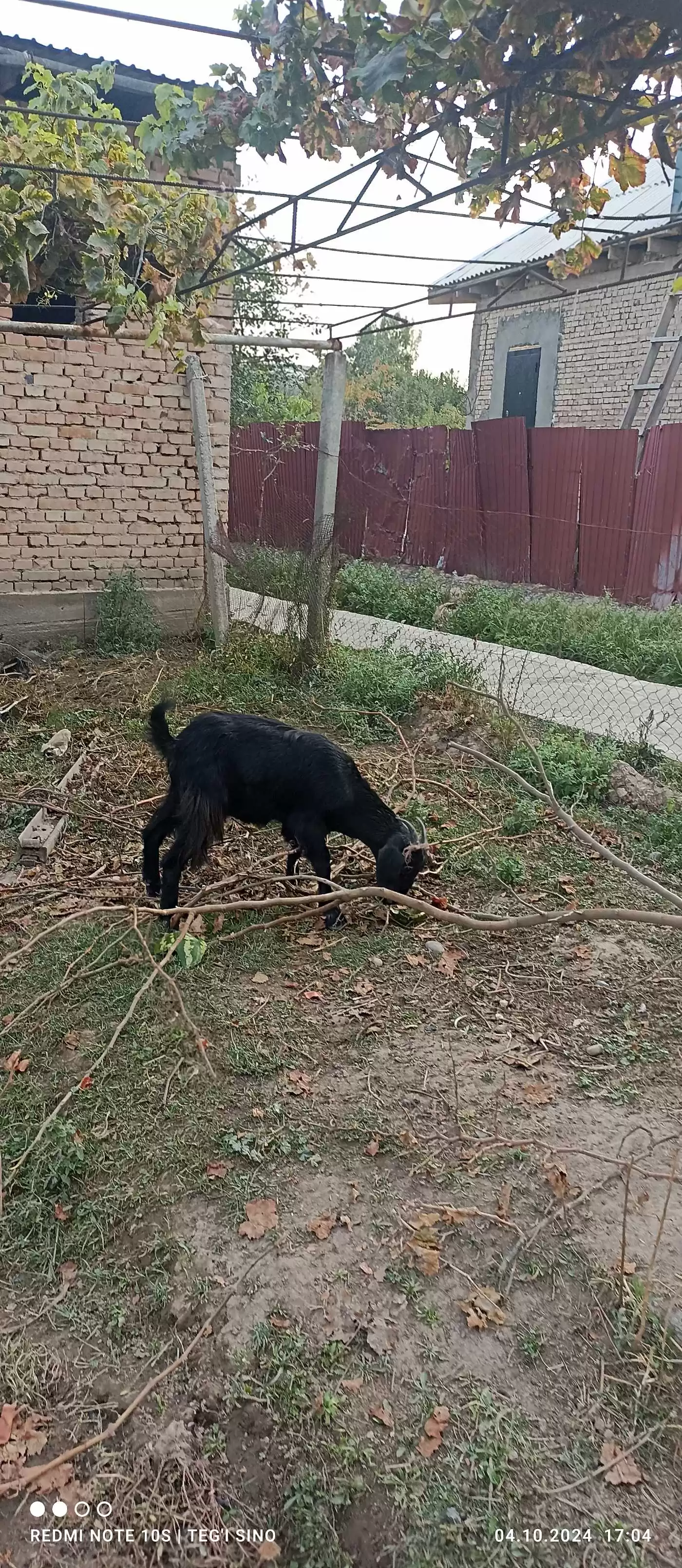 Буз покистони 