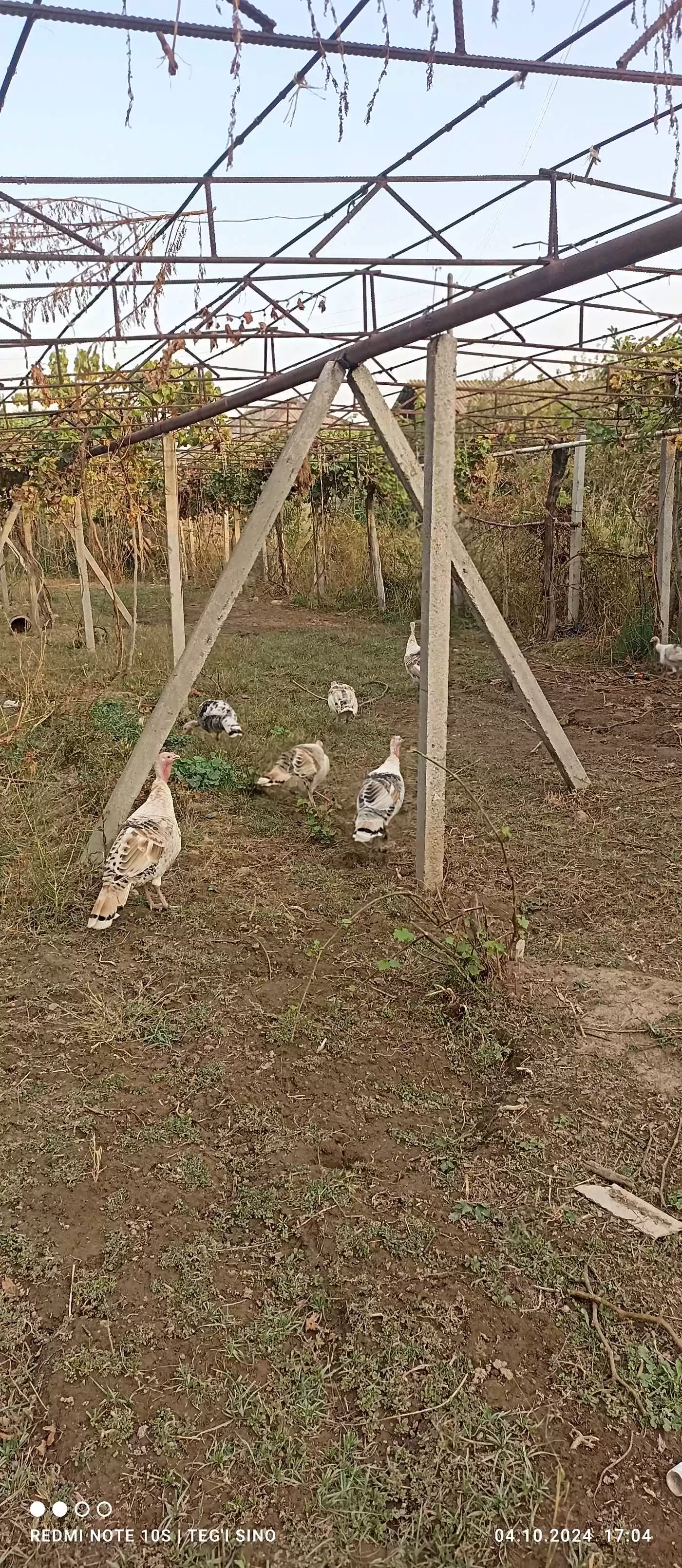 индюк