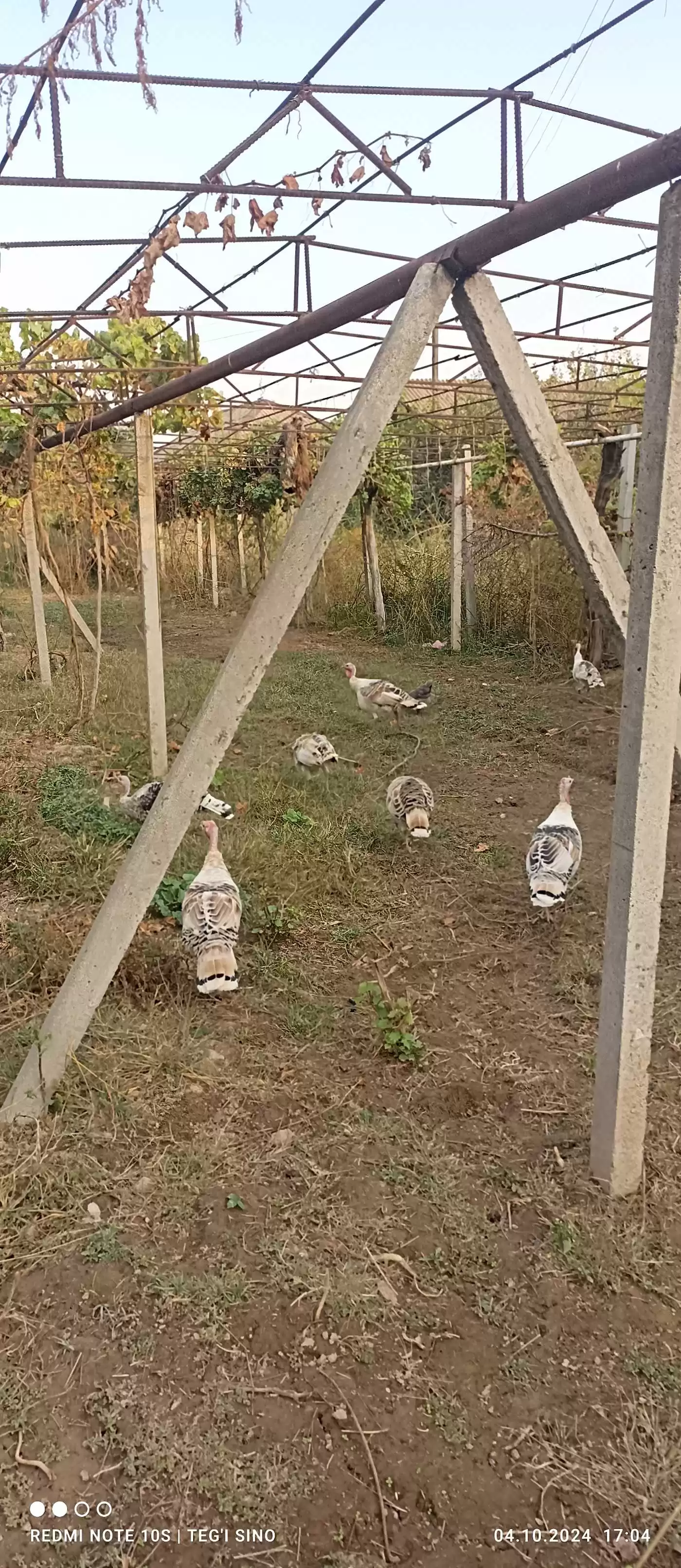 индюк