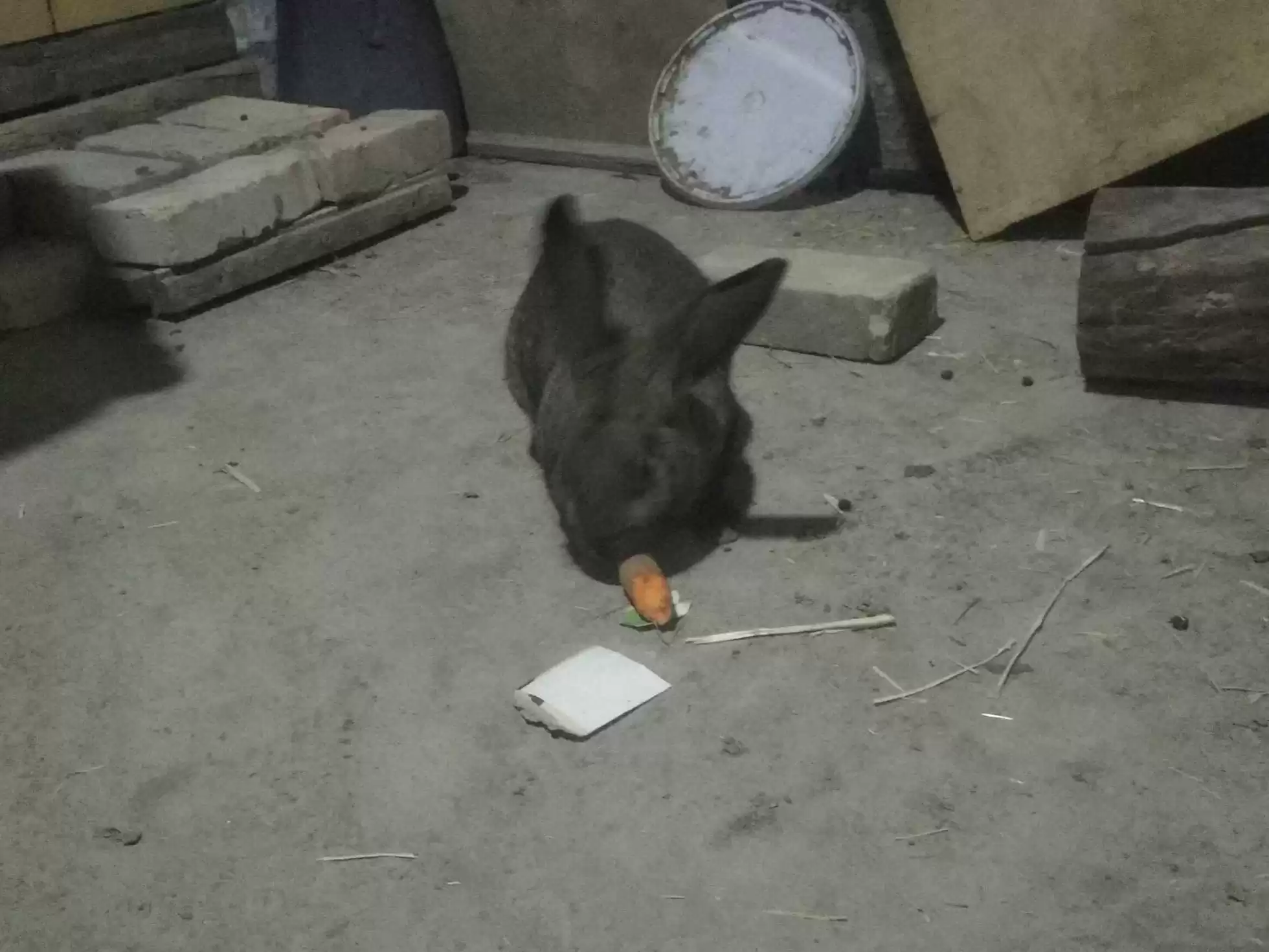 харгуши нар