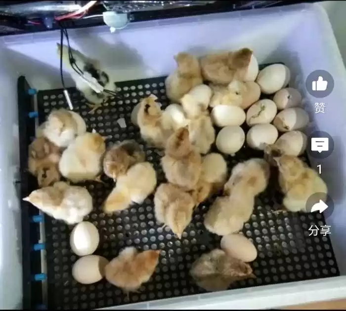 Инкубатор 