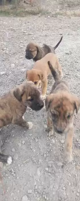кучукча 