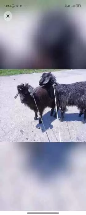 бузичахо 