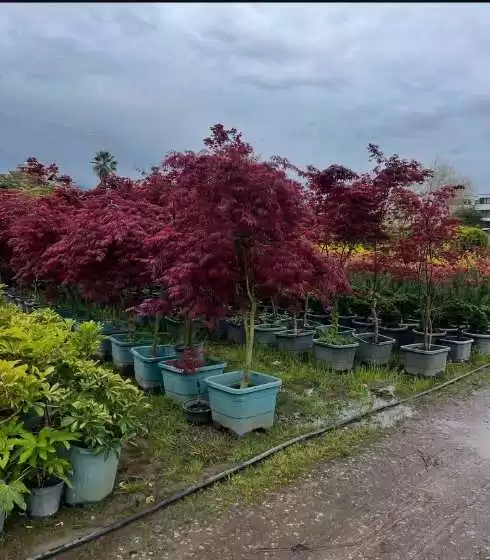 Красный Клëн