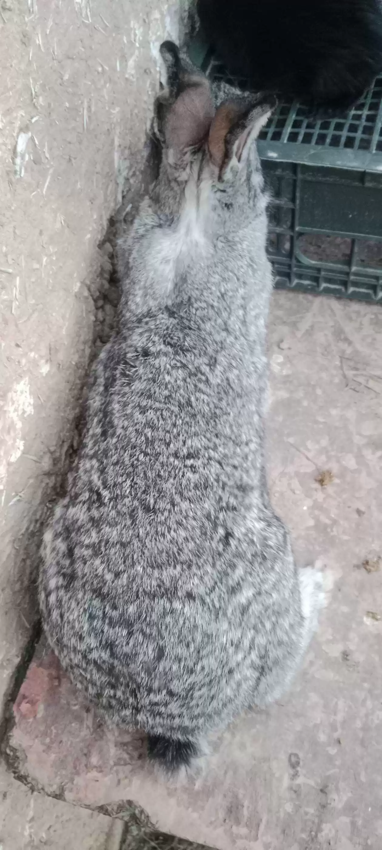 Харгуш