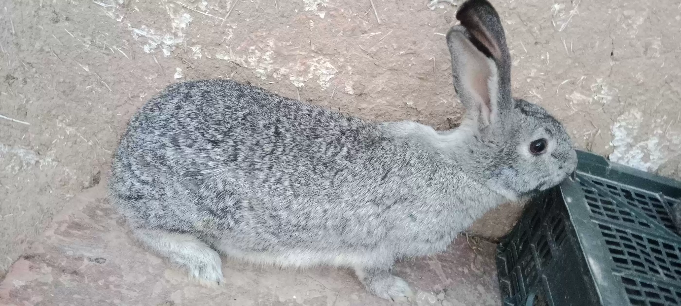 Харгуш