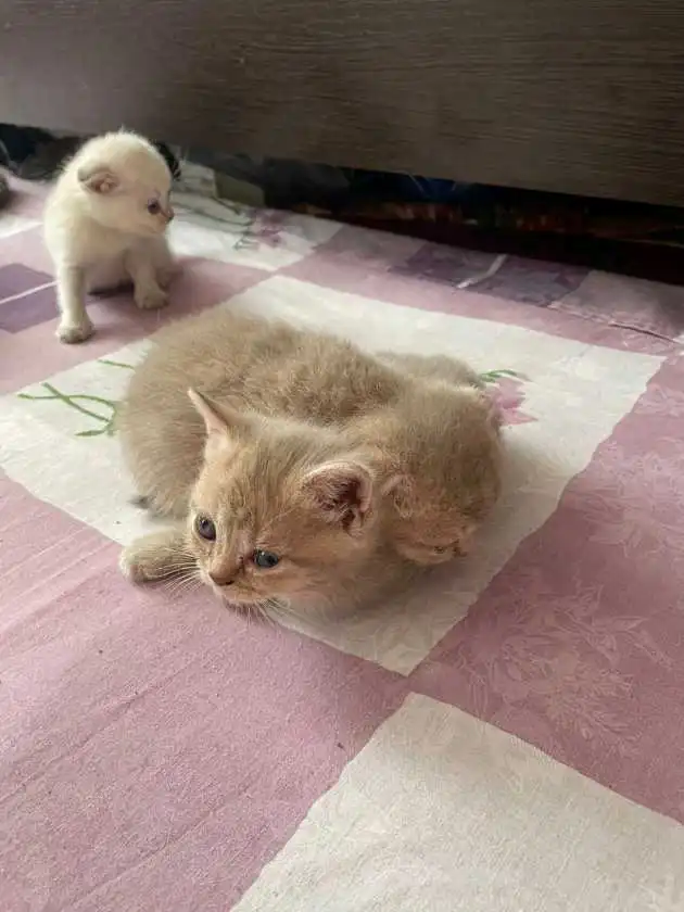 Котята