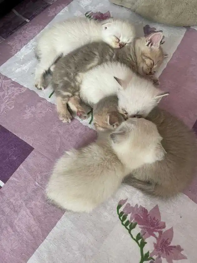 Котята