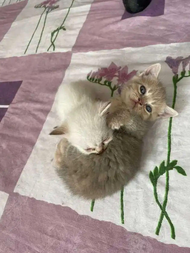 Котята