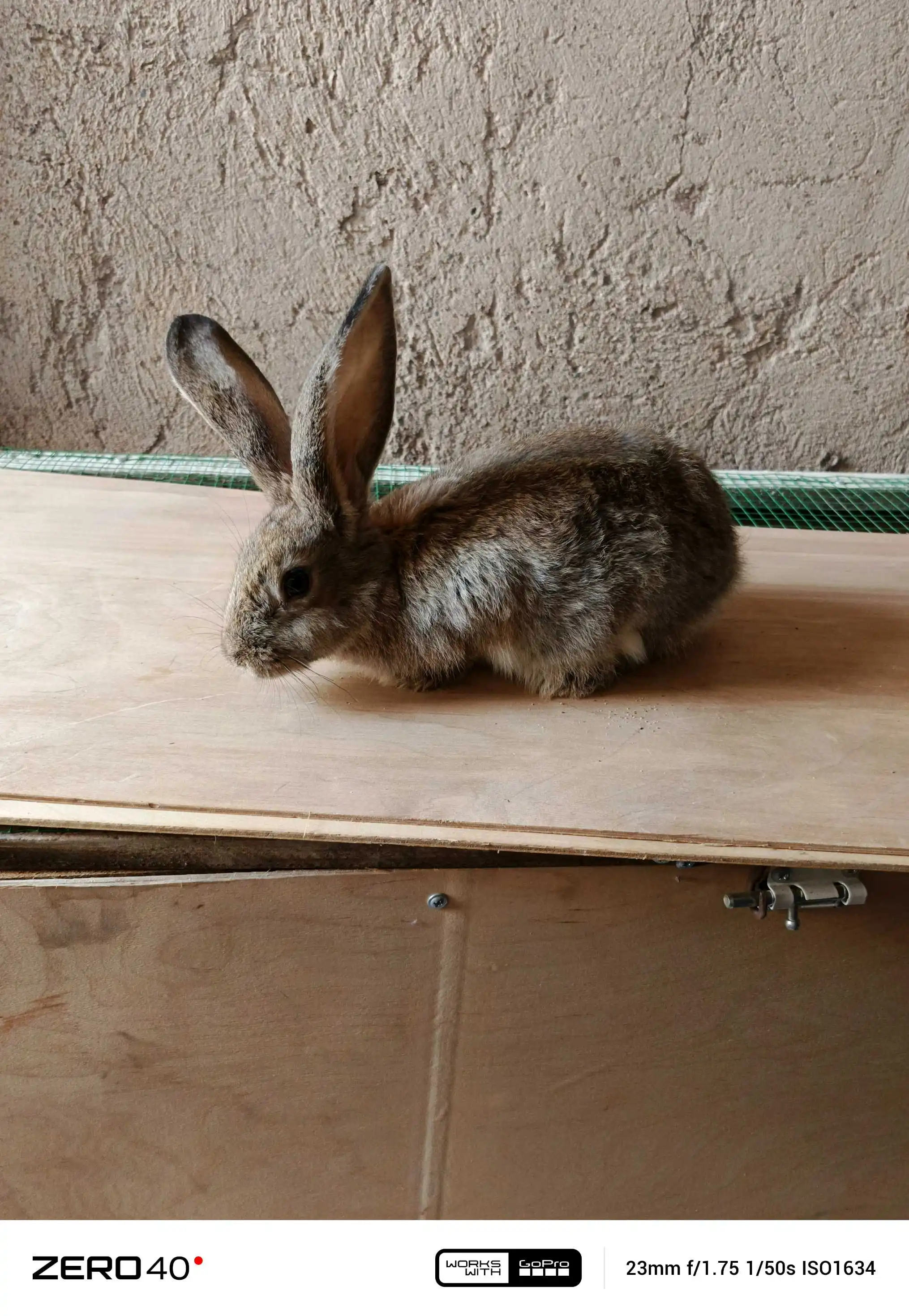 Харгуш 