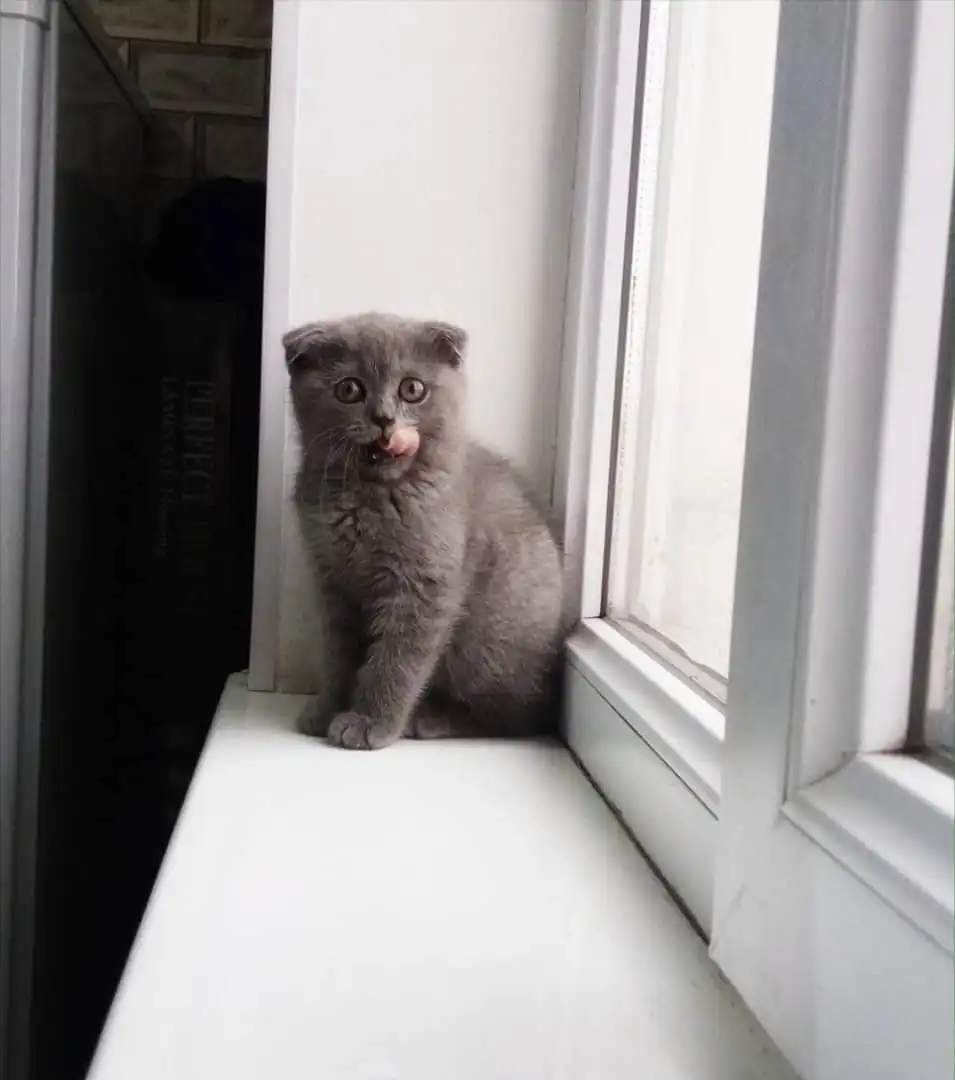 шотландский котёнок