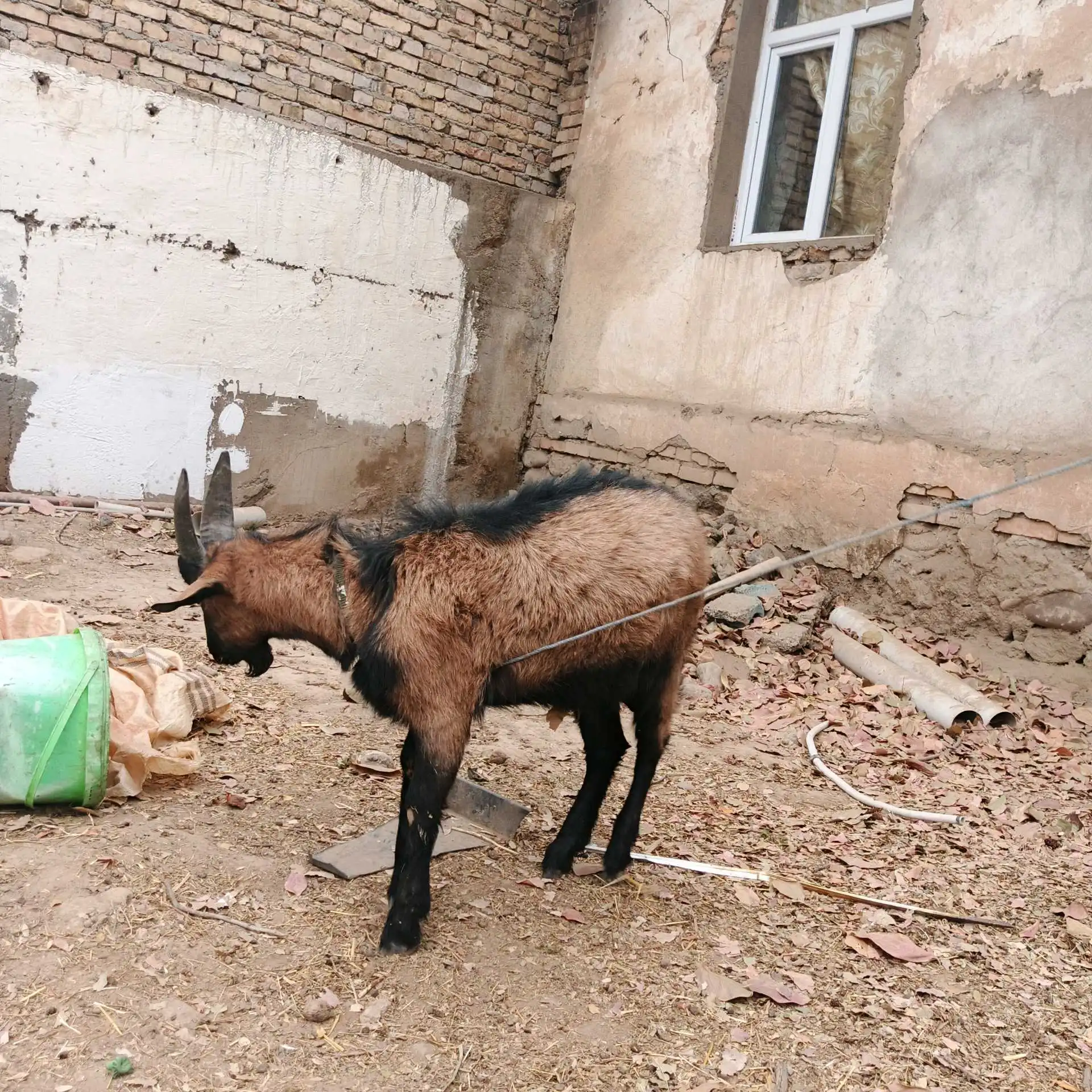 Такачаи Алпийский 