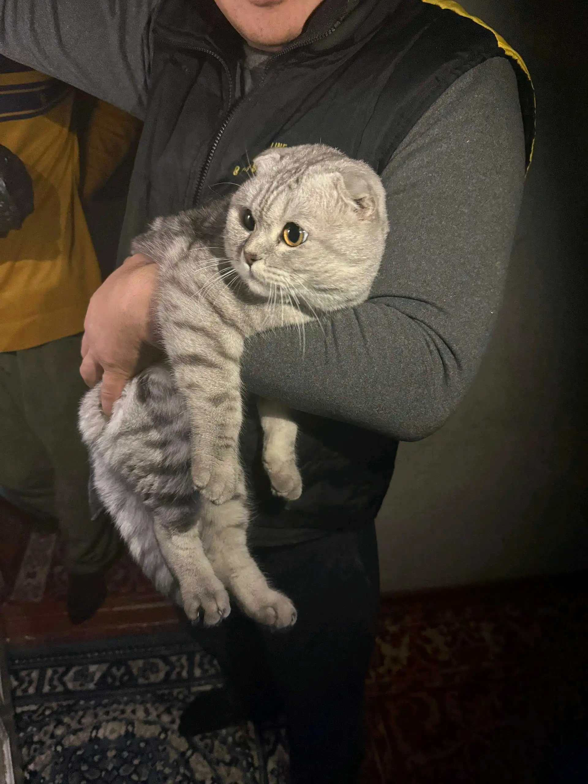 Котенок шотланский 
