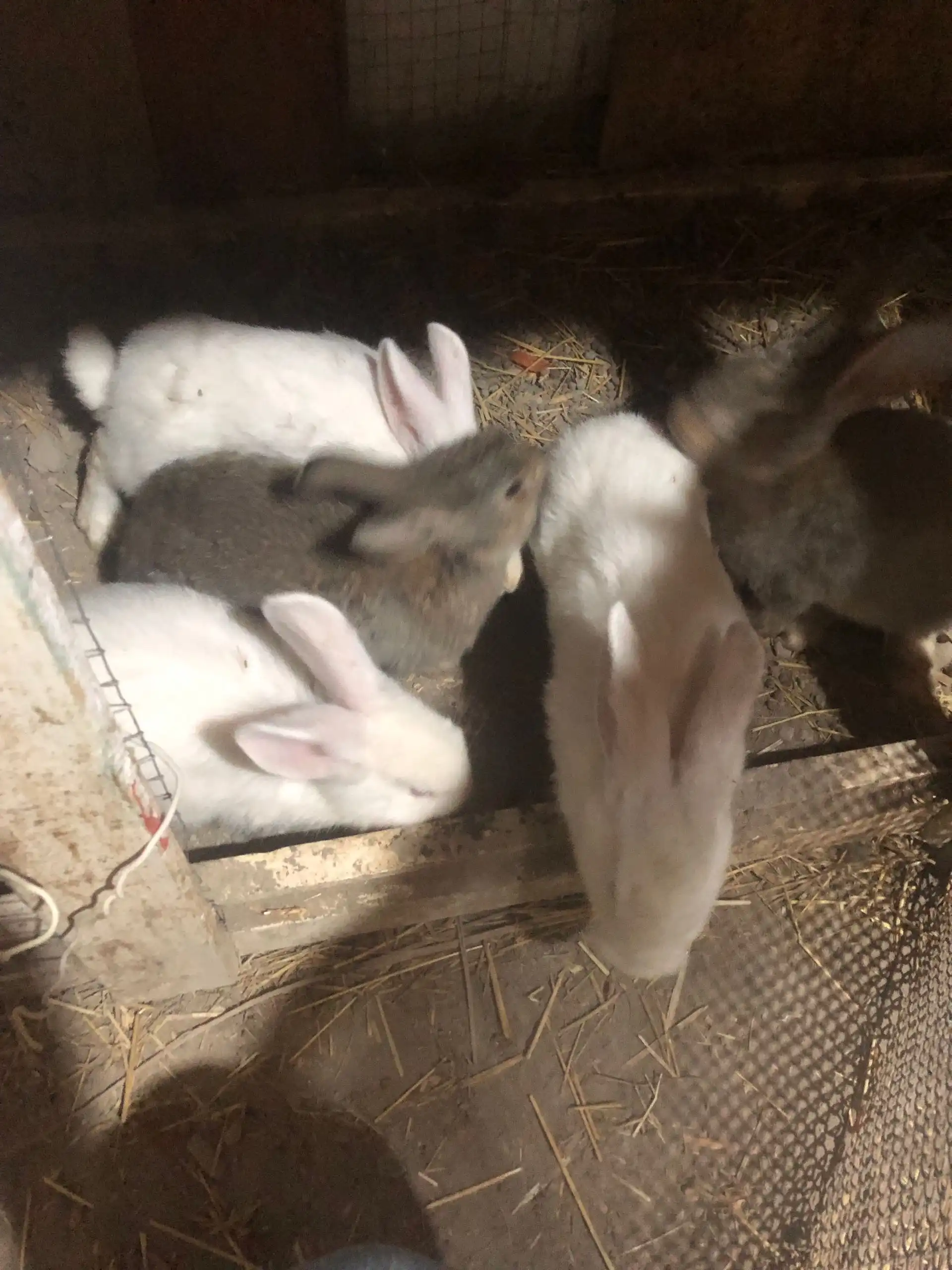 харгушчахои гибрид 
