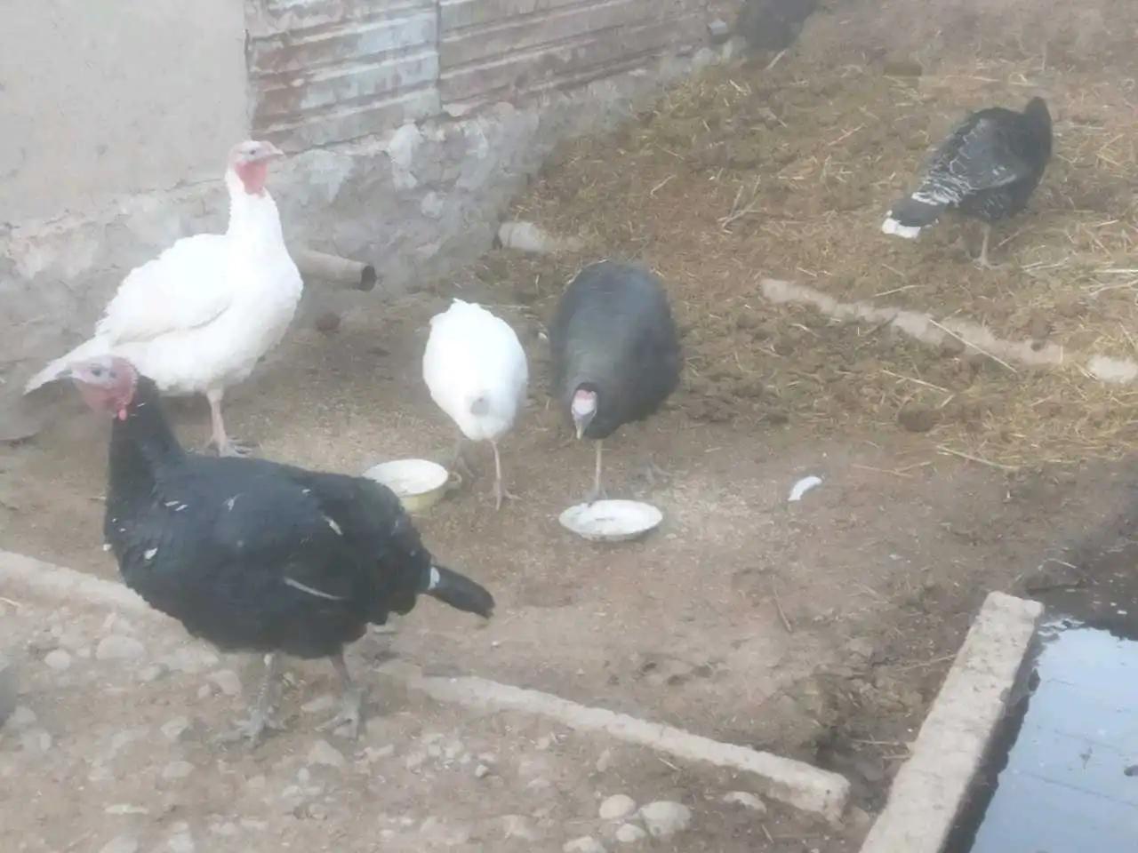 Мург