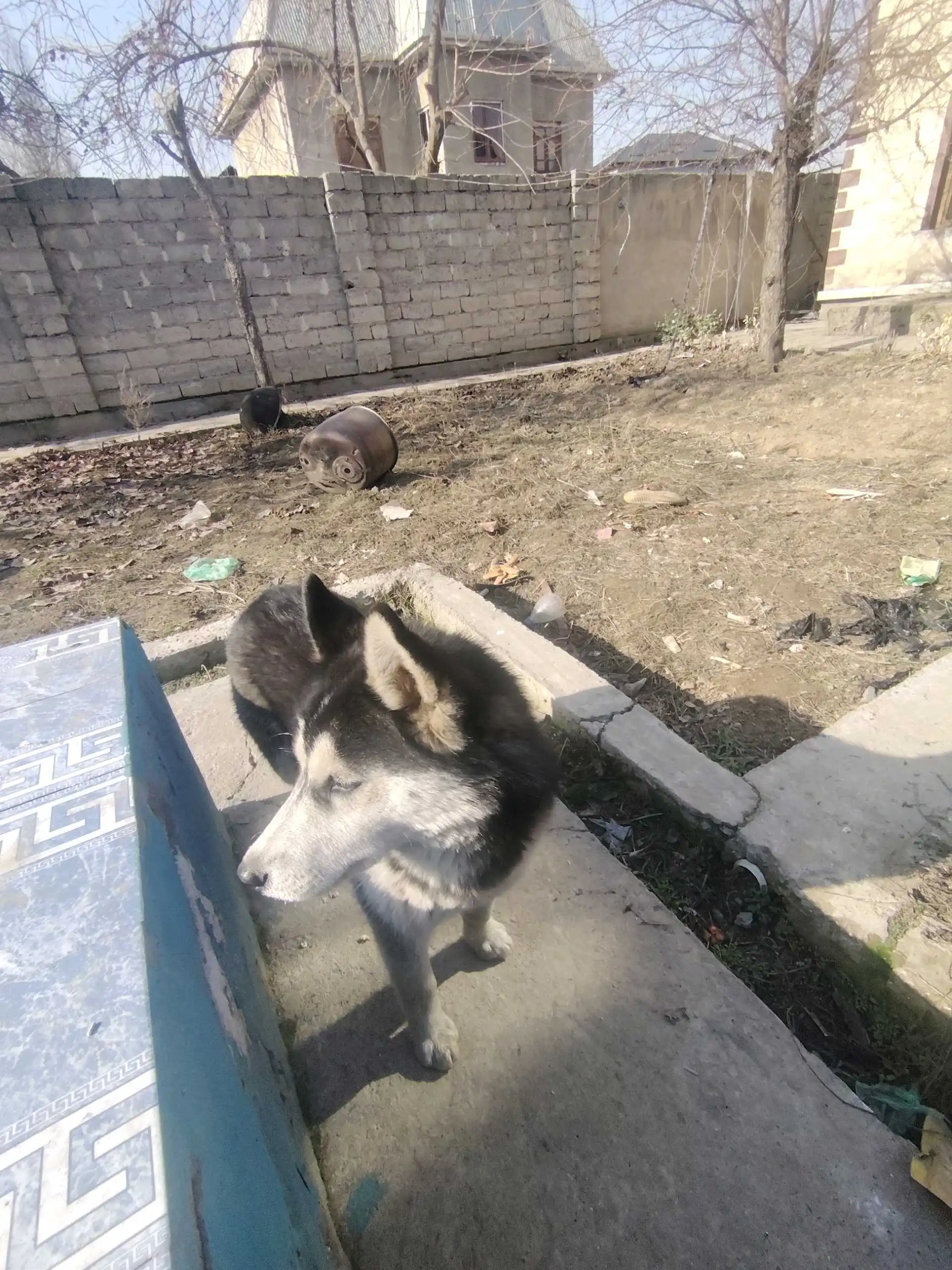 Хаски 