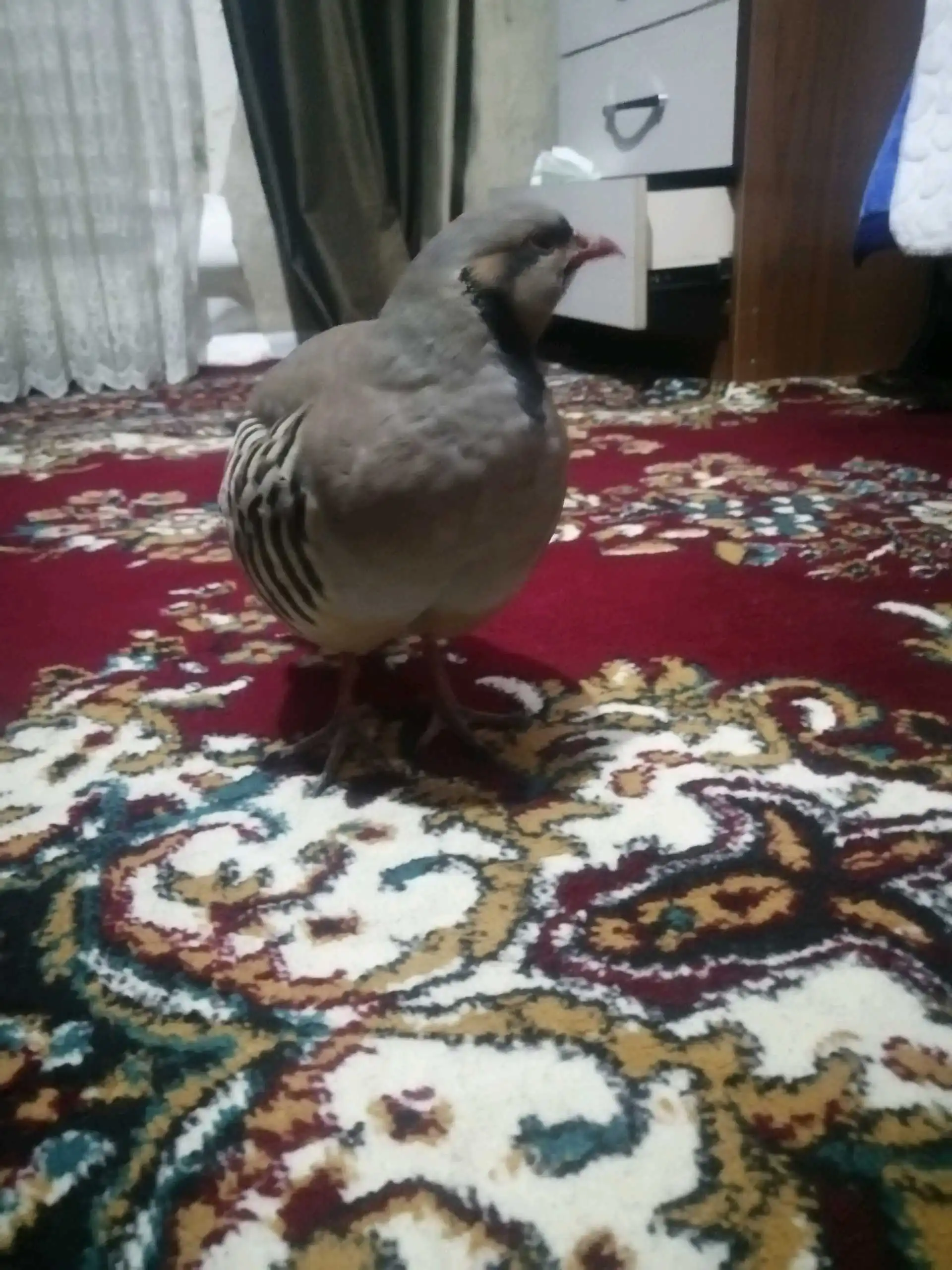Кабк 