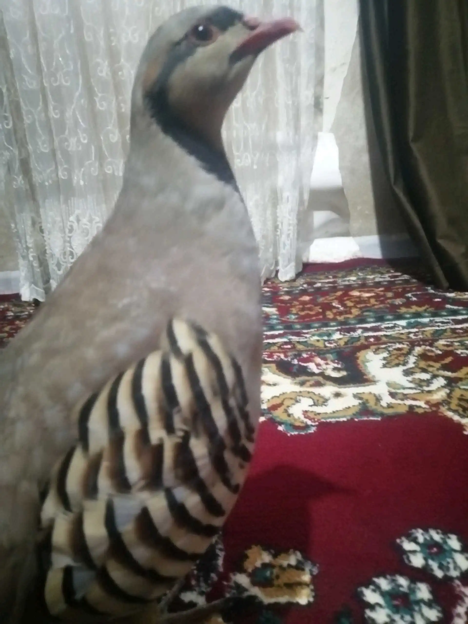 Кабк 