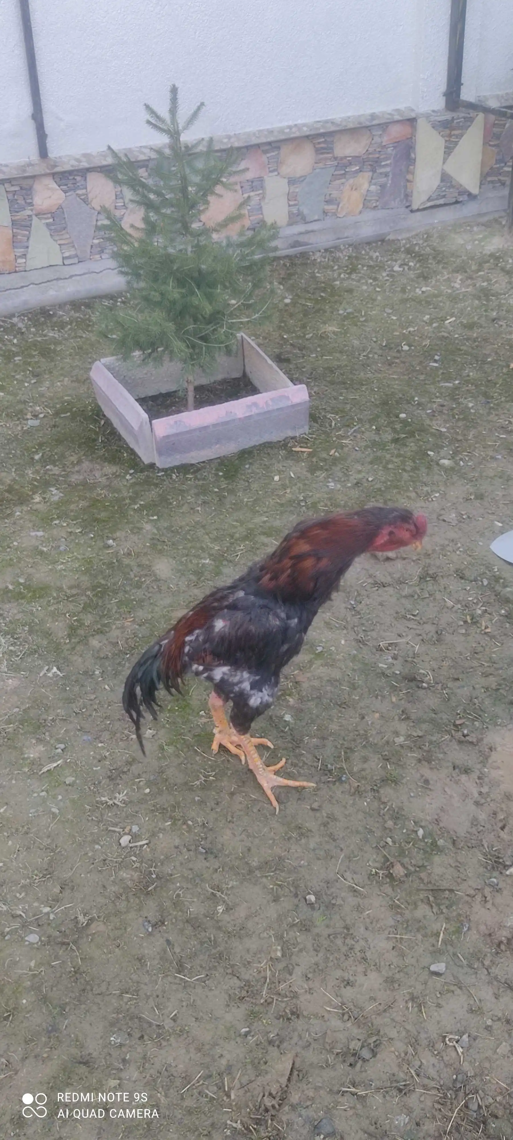 дакан
