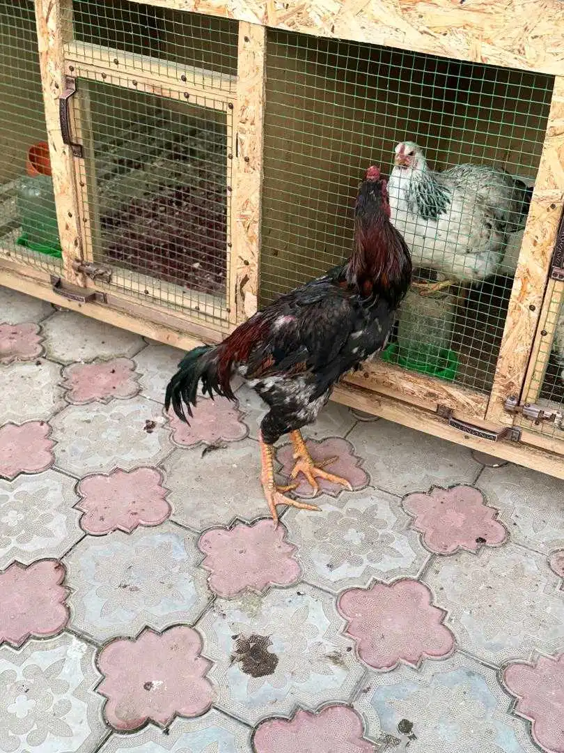 дакан