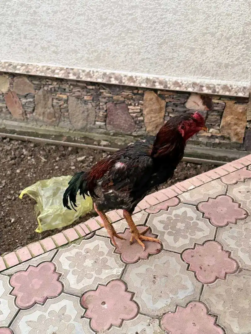 дакан