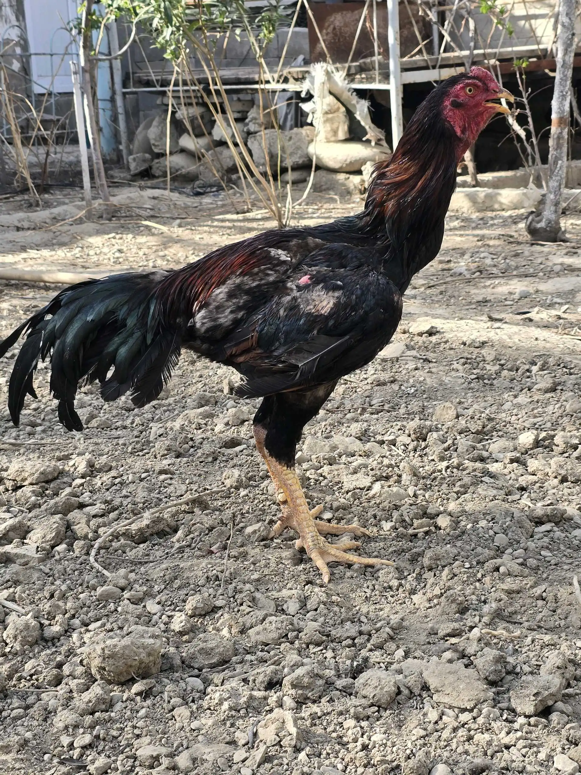 хурузи даканг