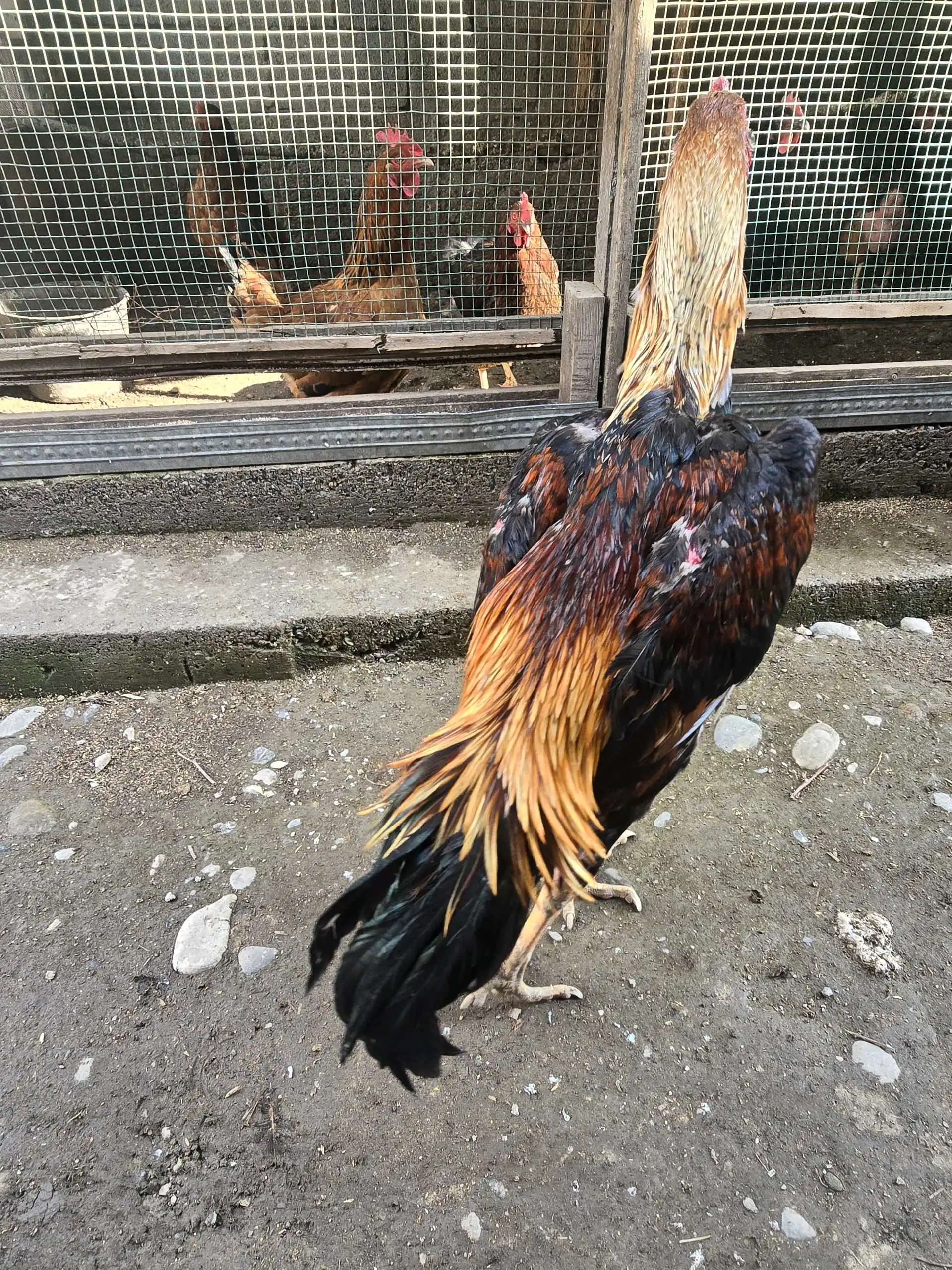 даканги калон