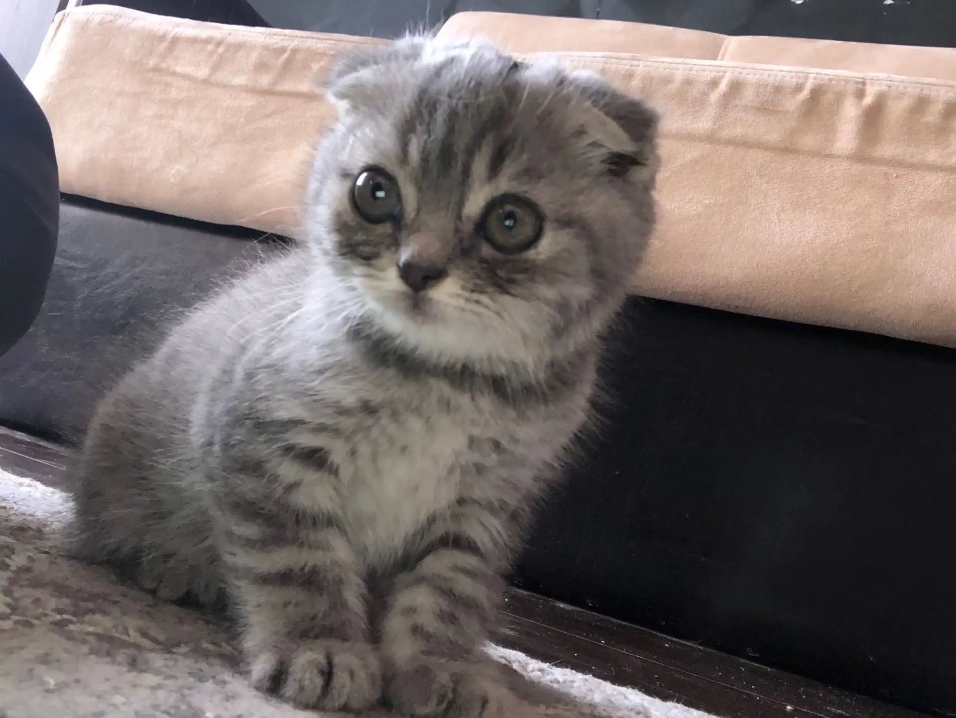 Котята Вислоухие 4 месяца
