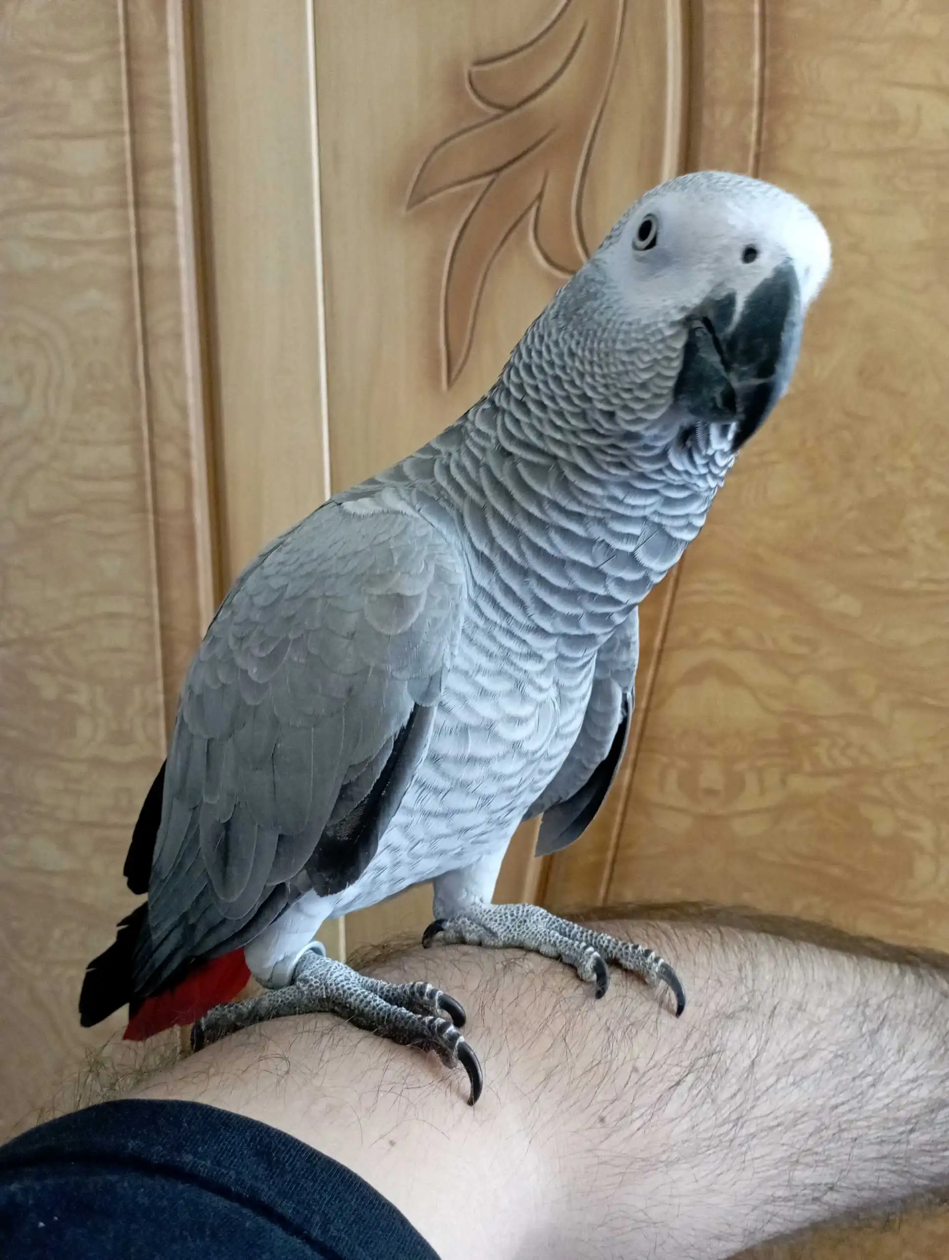 Попугай жако