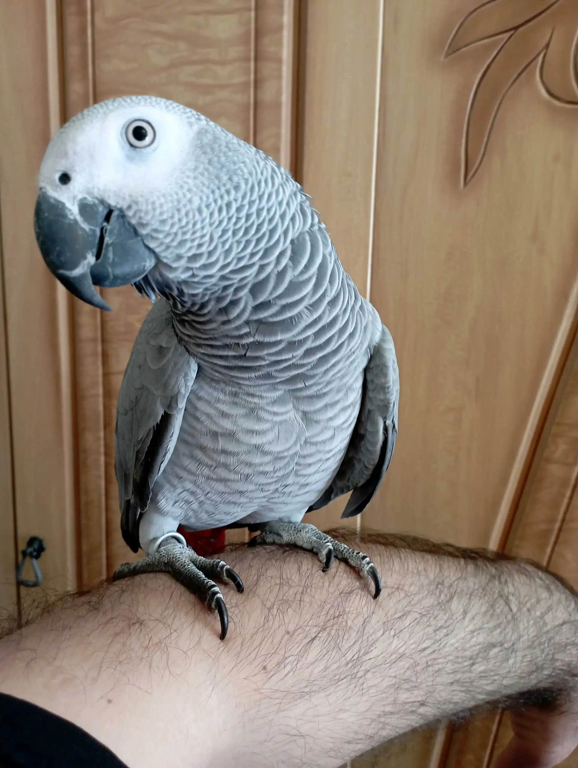 Попугай жако