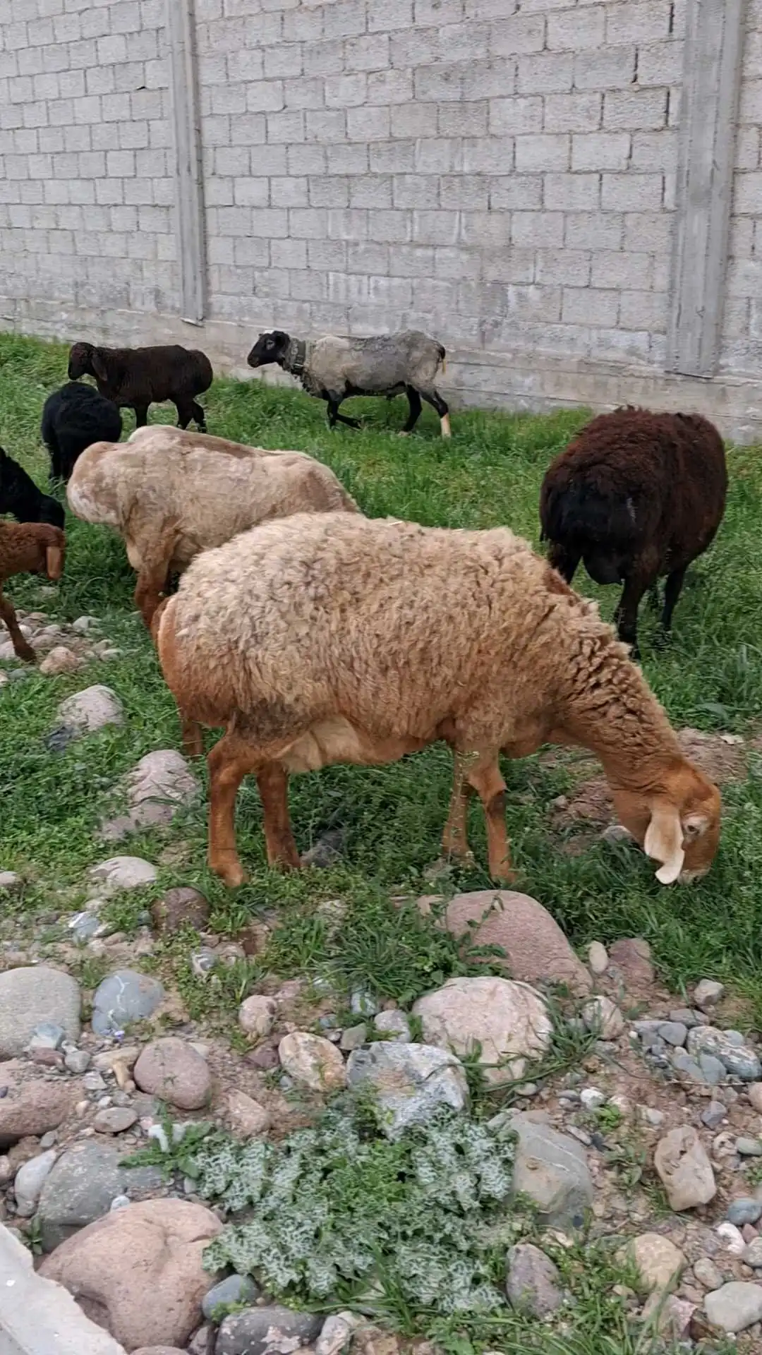 гусфандҳо